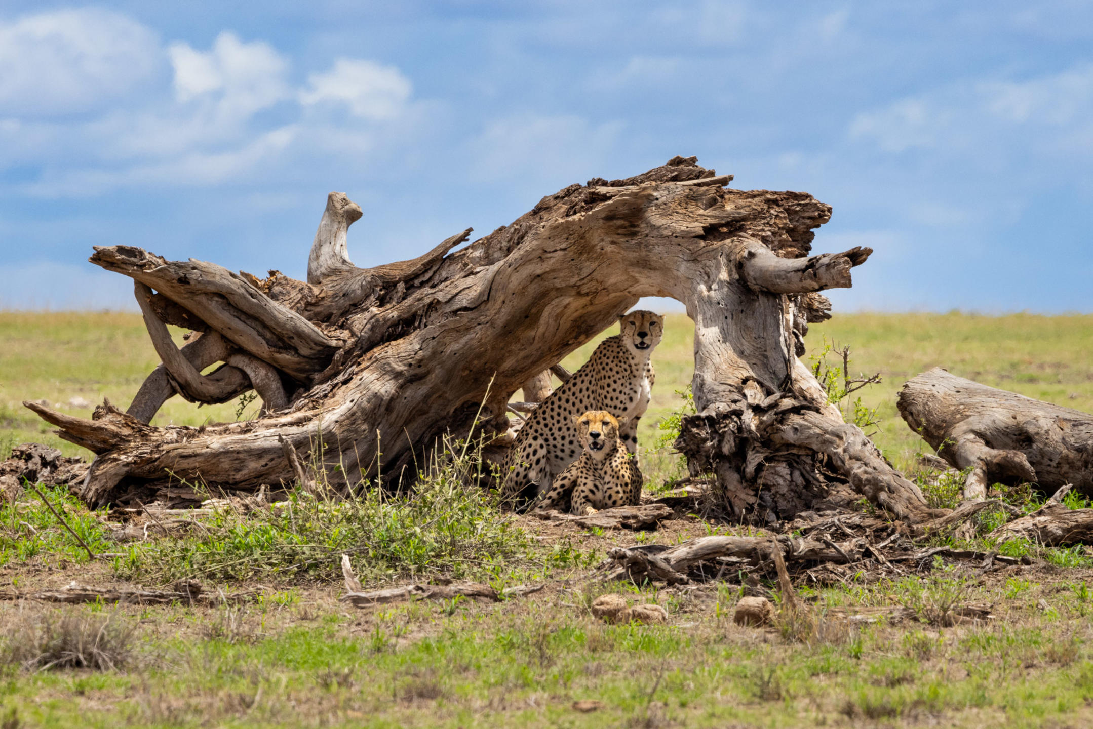 Angama Amboseli en Amboseli