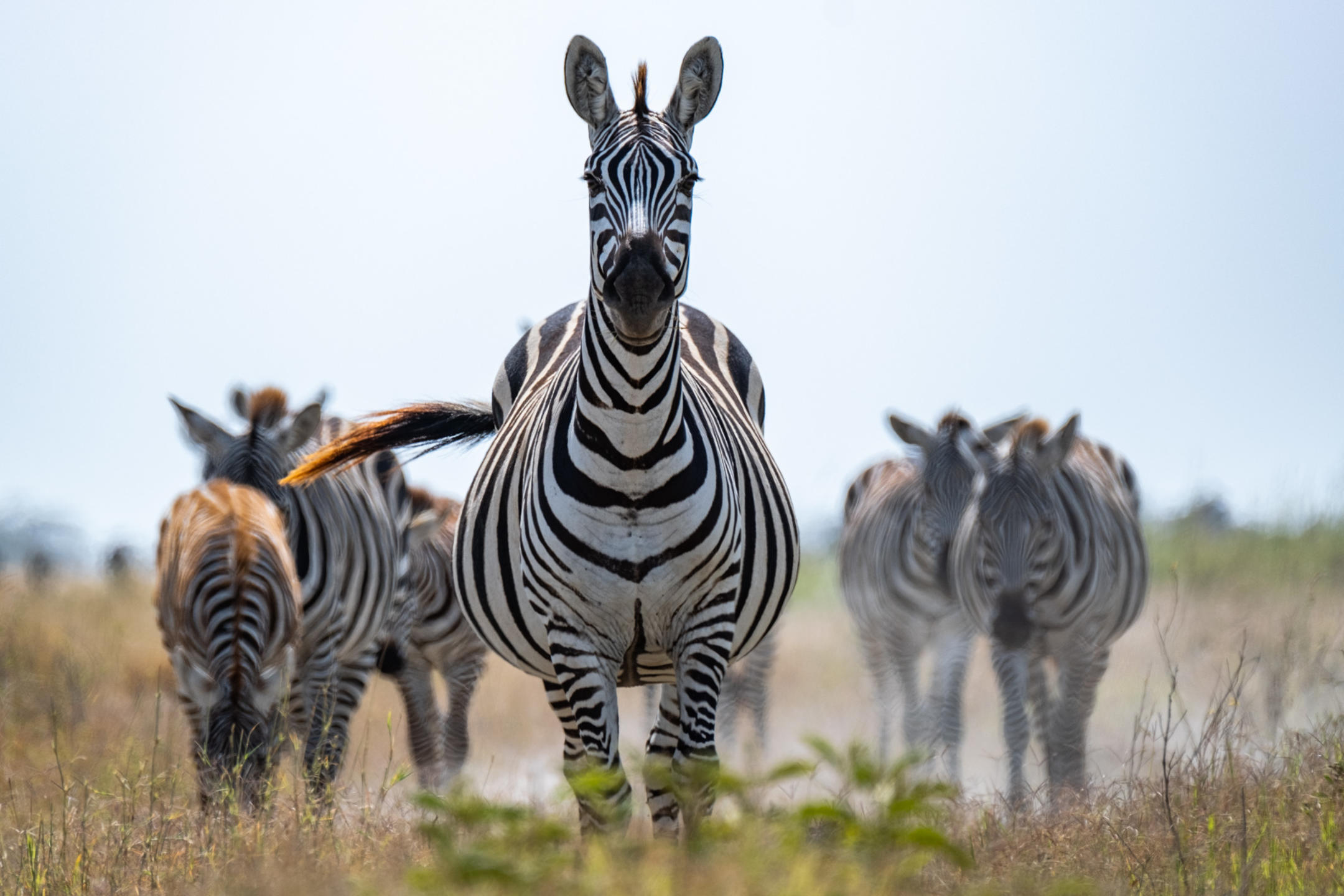Angama Amboseli en Amboseli