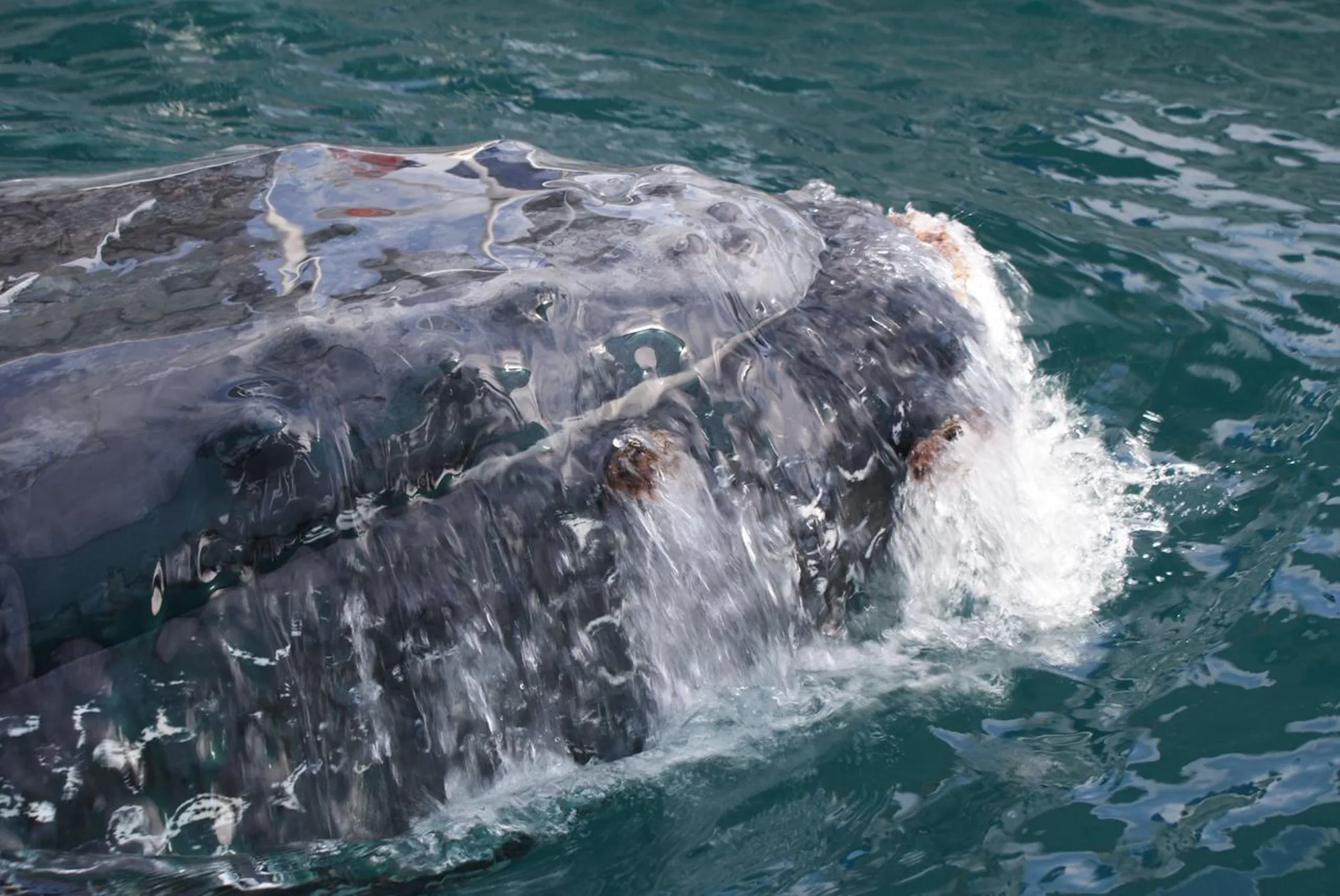 17 ballena jorobada 17 57df204c