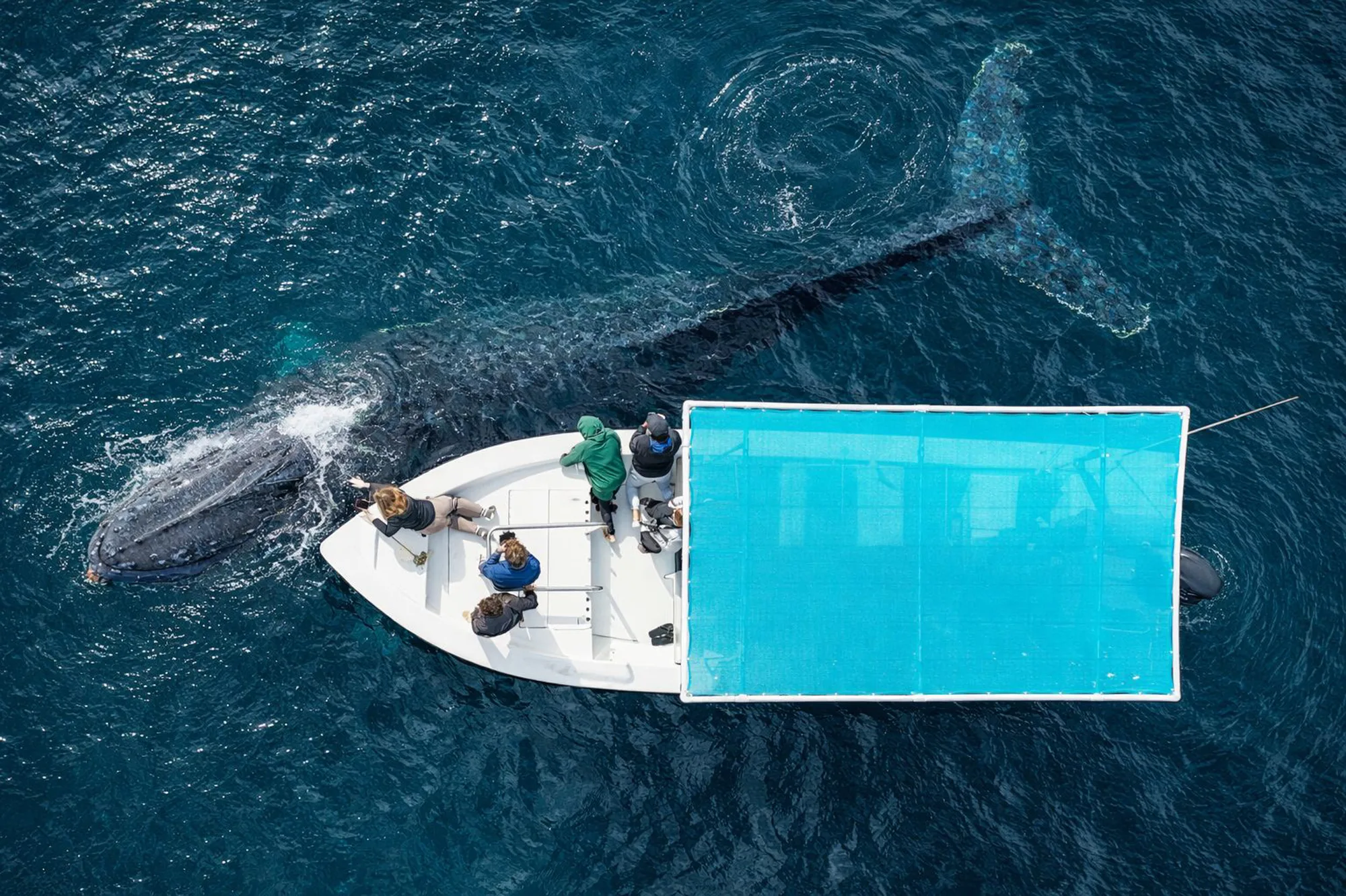 18 ballena jorobada 18 c9f042e1