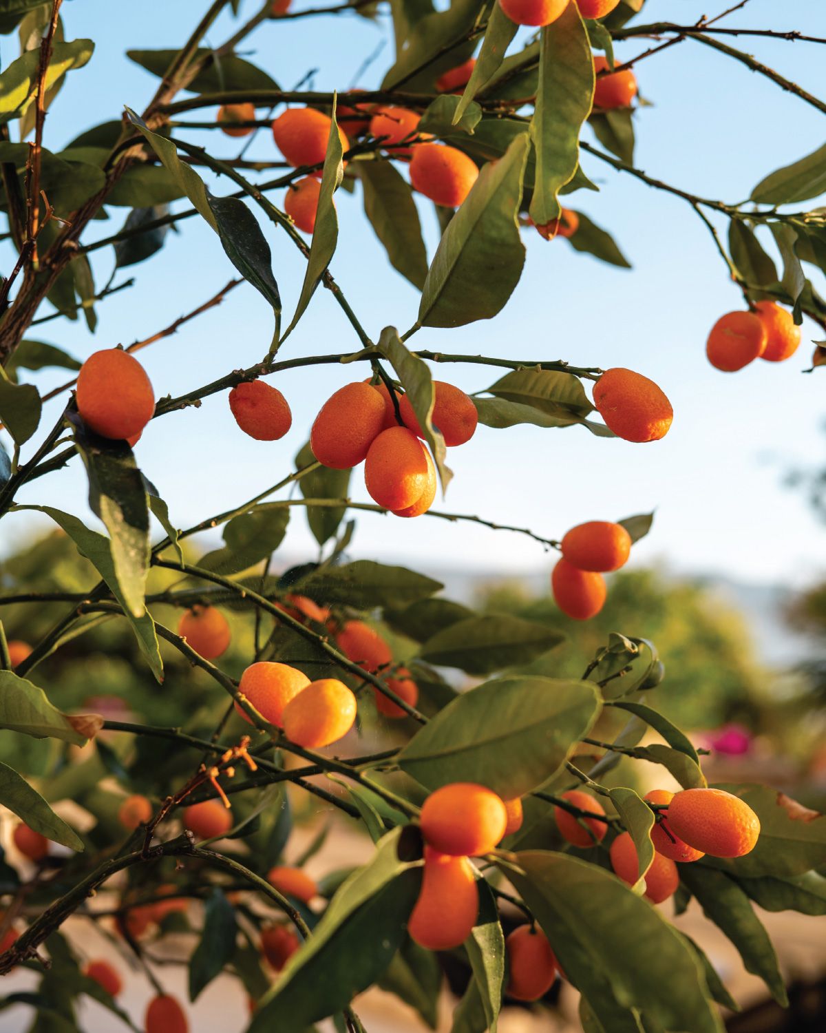 Corfu Imperial Grecotel Beach Luxe Resort en corfu