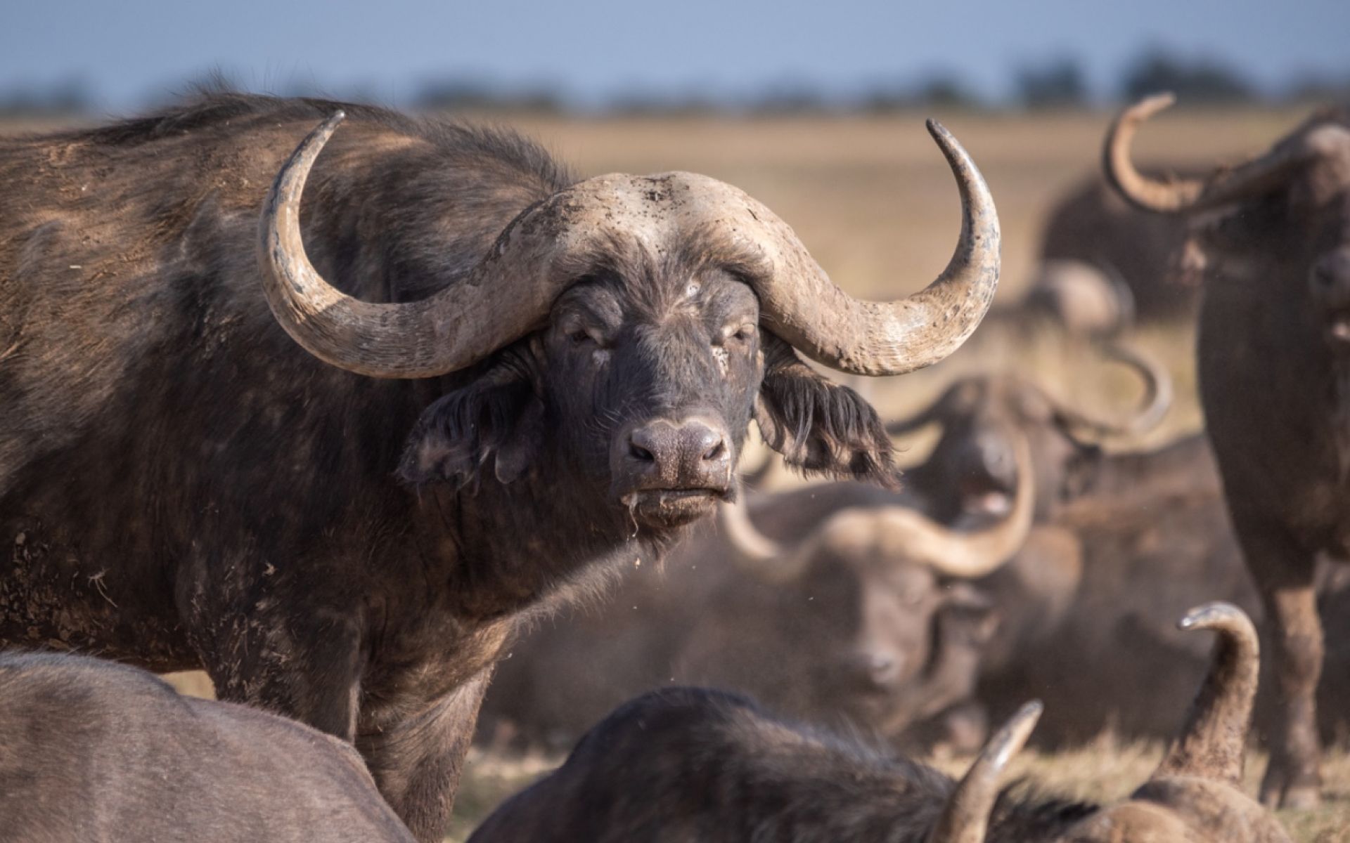 Ekorian's Mugie Camp en Laikipia 