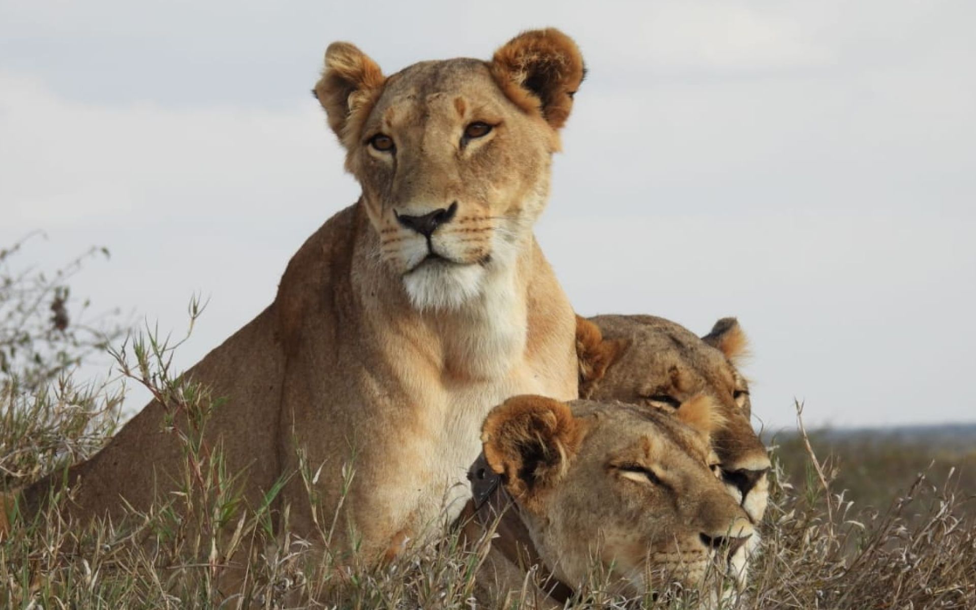 Ekorian's Mugie Camp en Laikipia 