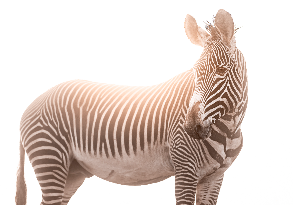 Mugie wildlife 10