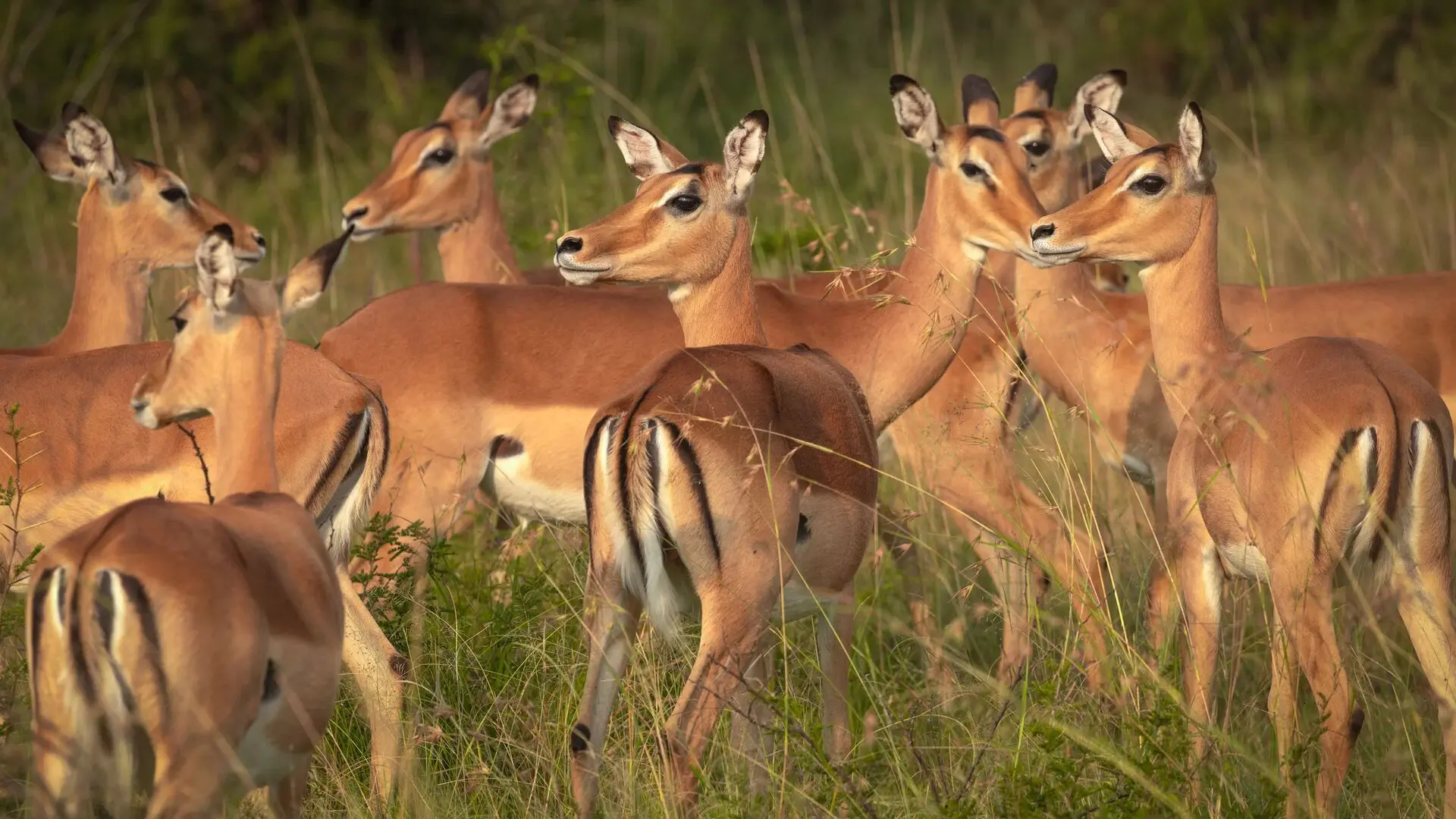 Asilia africa olakira migration camp impala jpg
