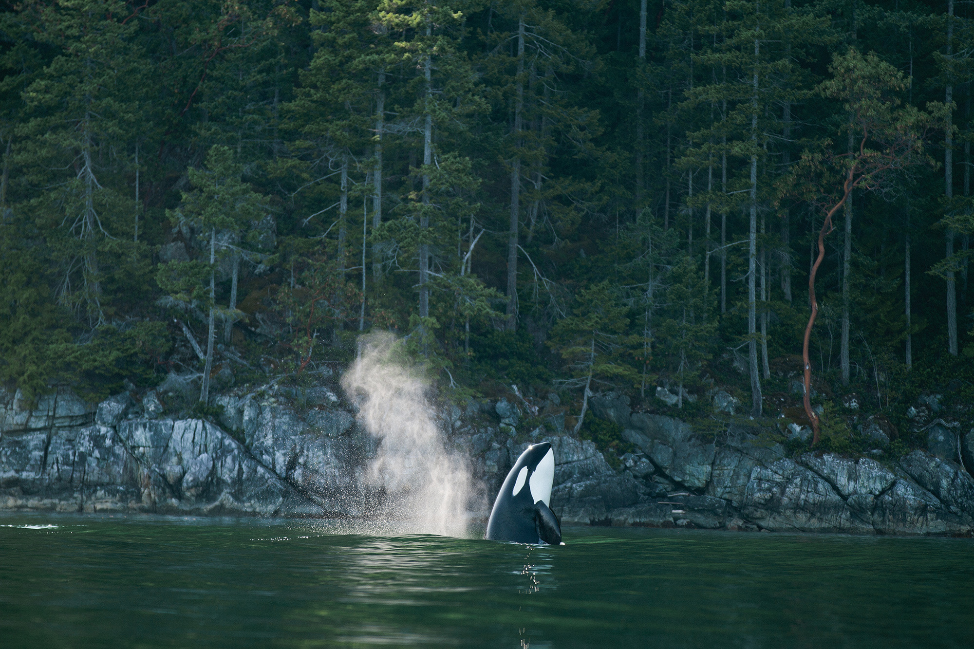 Pacific Yellowfin en Desolation Sound