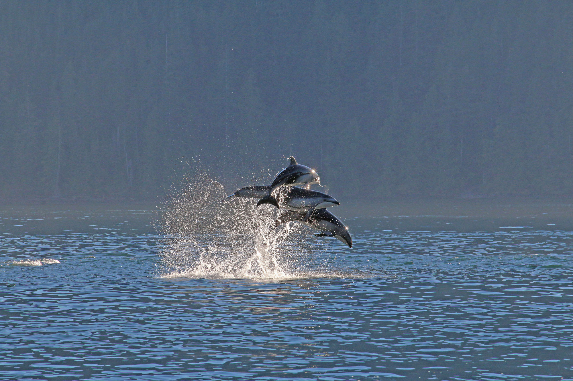 Pacific Yellowfin en Desolation Sound
