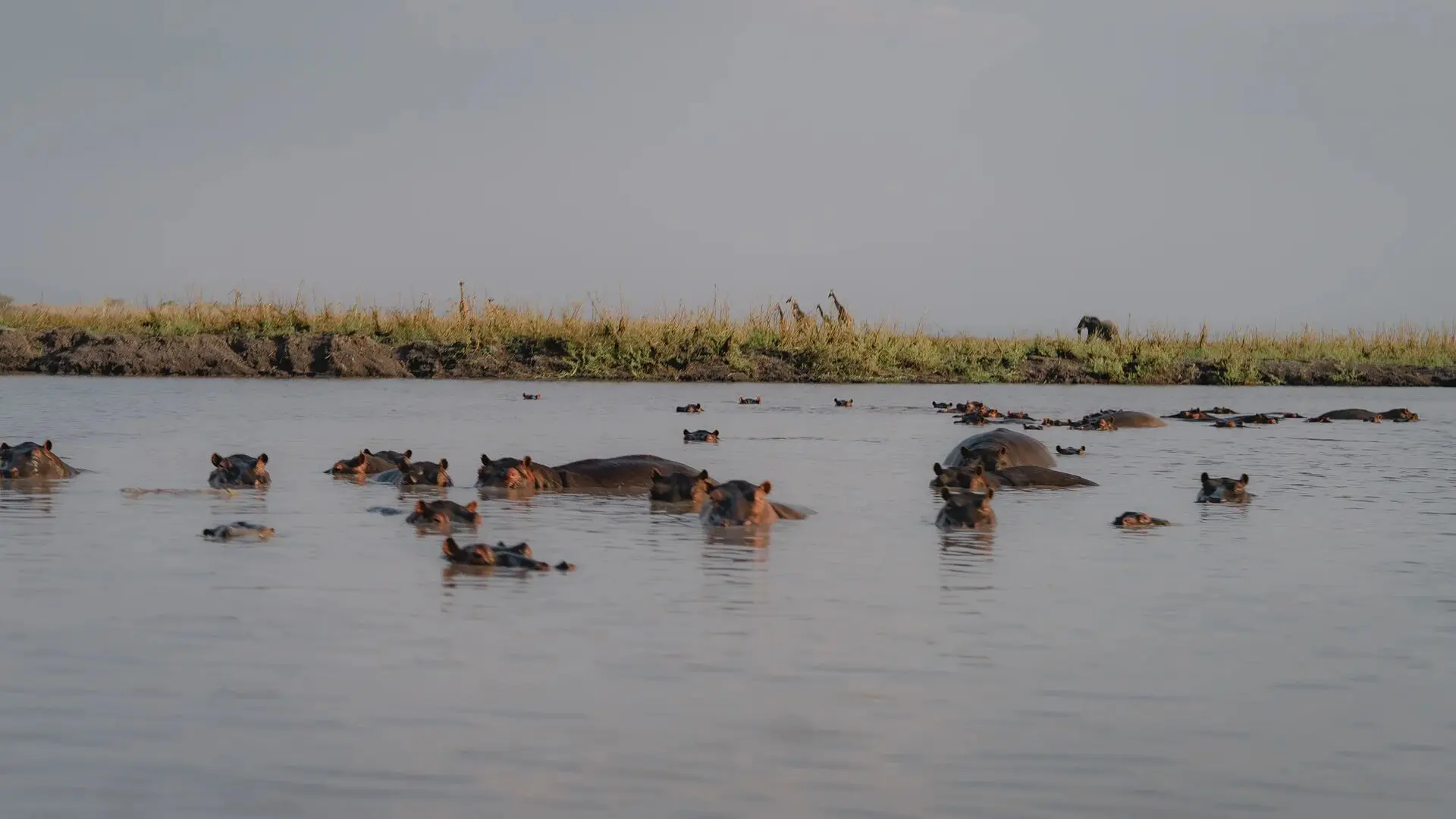 Asilia africa usangu expedition camp hippo jpg