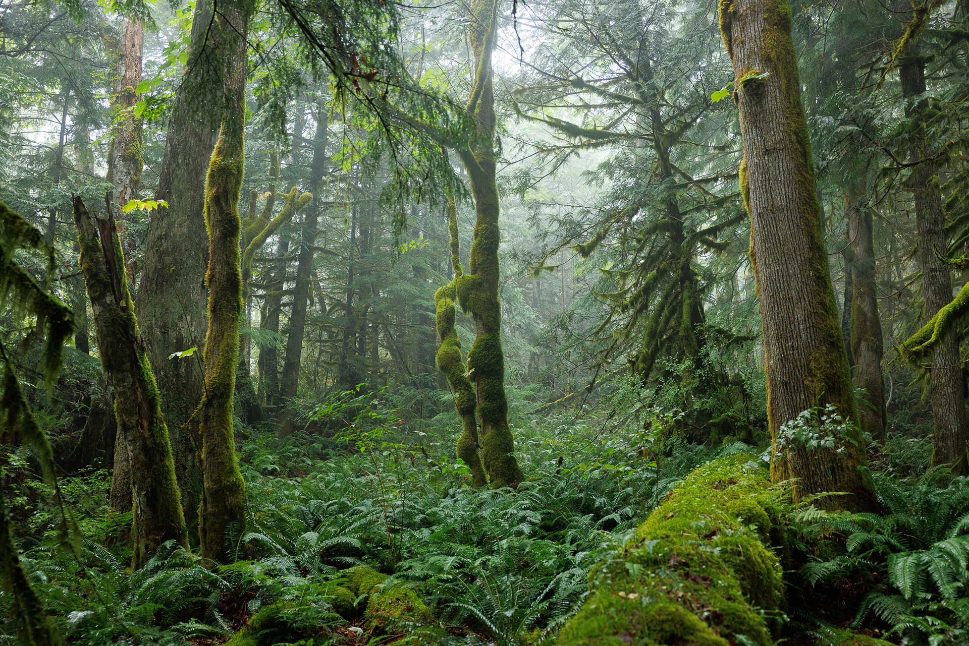 Fawn Bluff Private Lodge en Bute Inlet