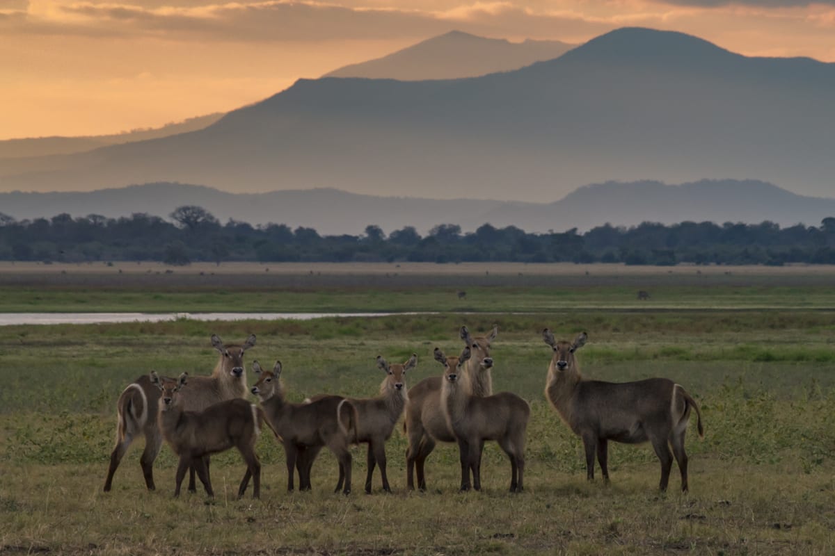 Gorongosa National Park | LAT.40