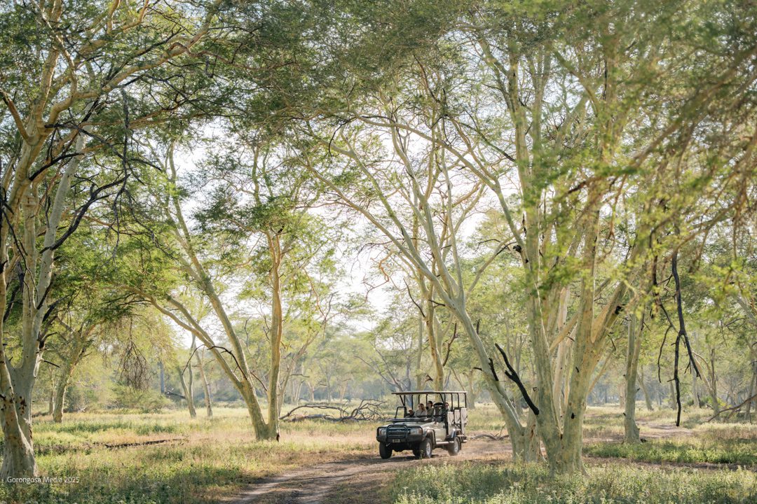 Gorongosa National Park | LAT.40