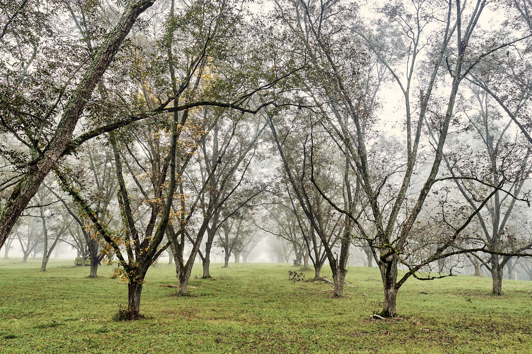 World of Quercus en Gay, Georgia