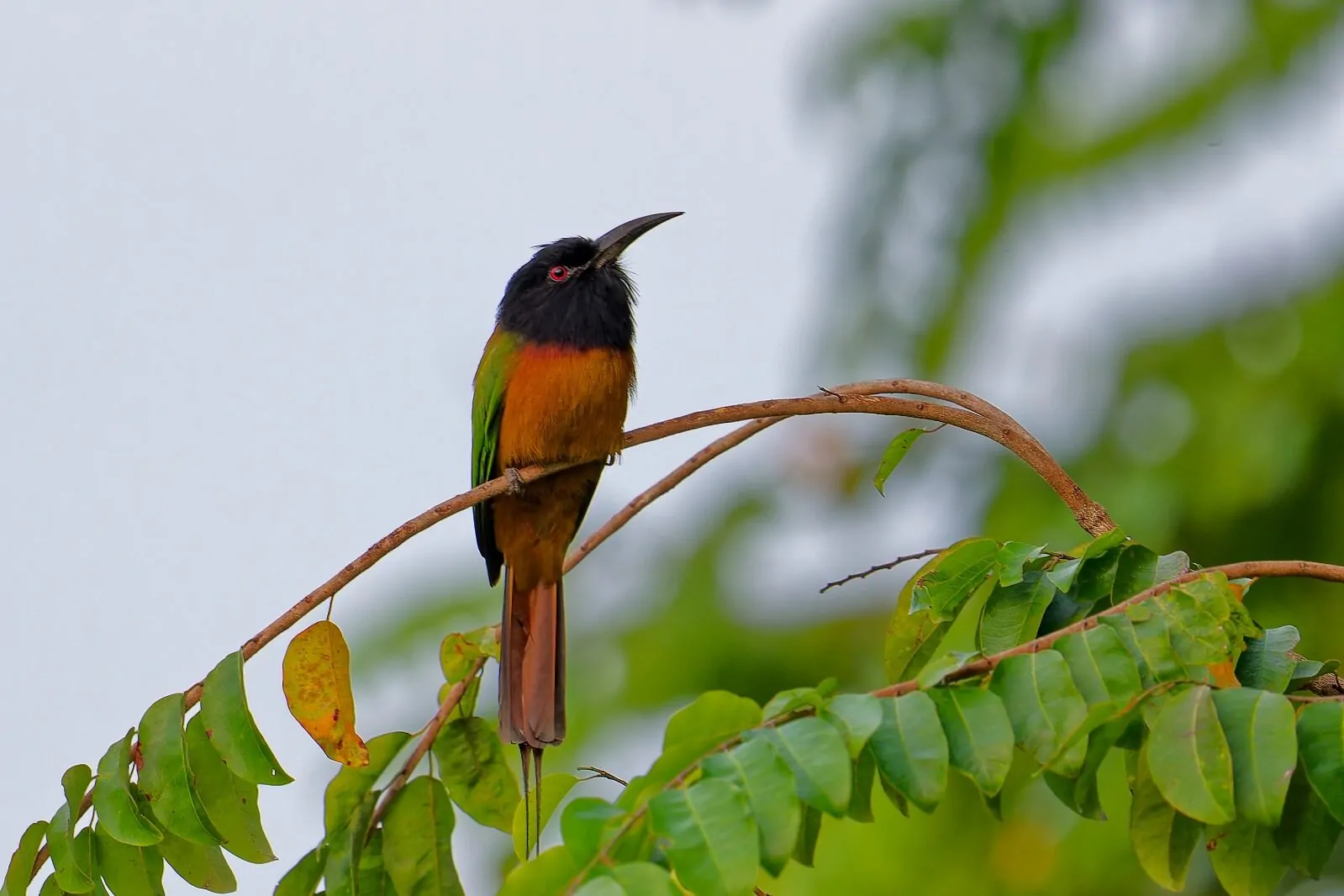 Loango Savannah Camp en Loango National Park