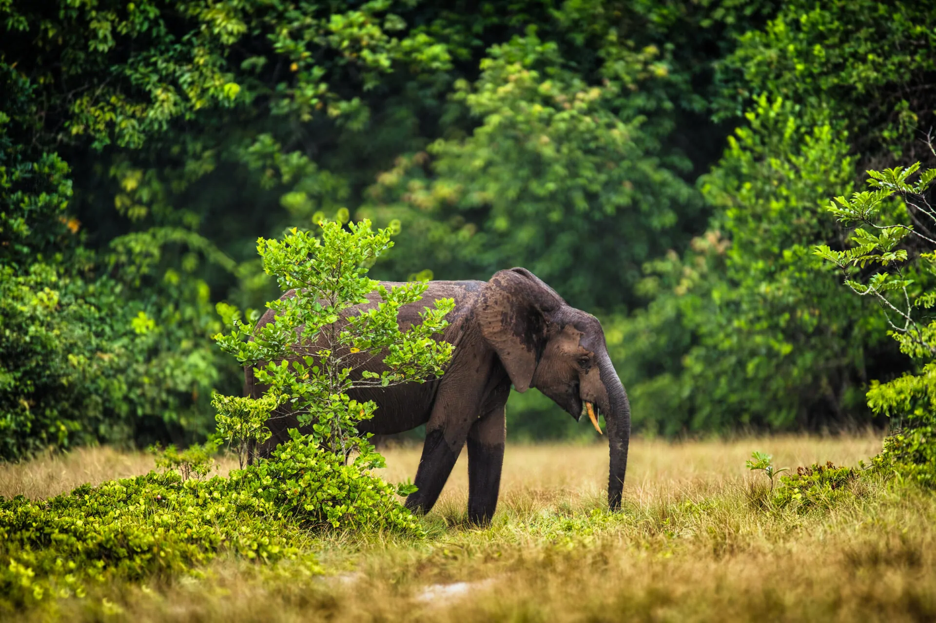 Loango Savannah Camp en Loango National Park