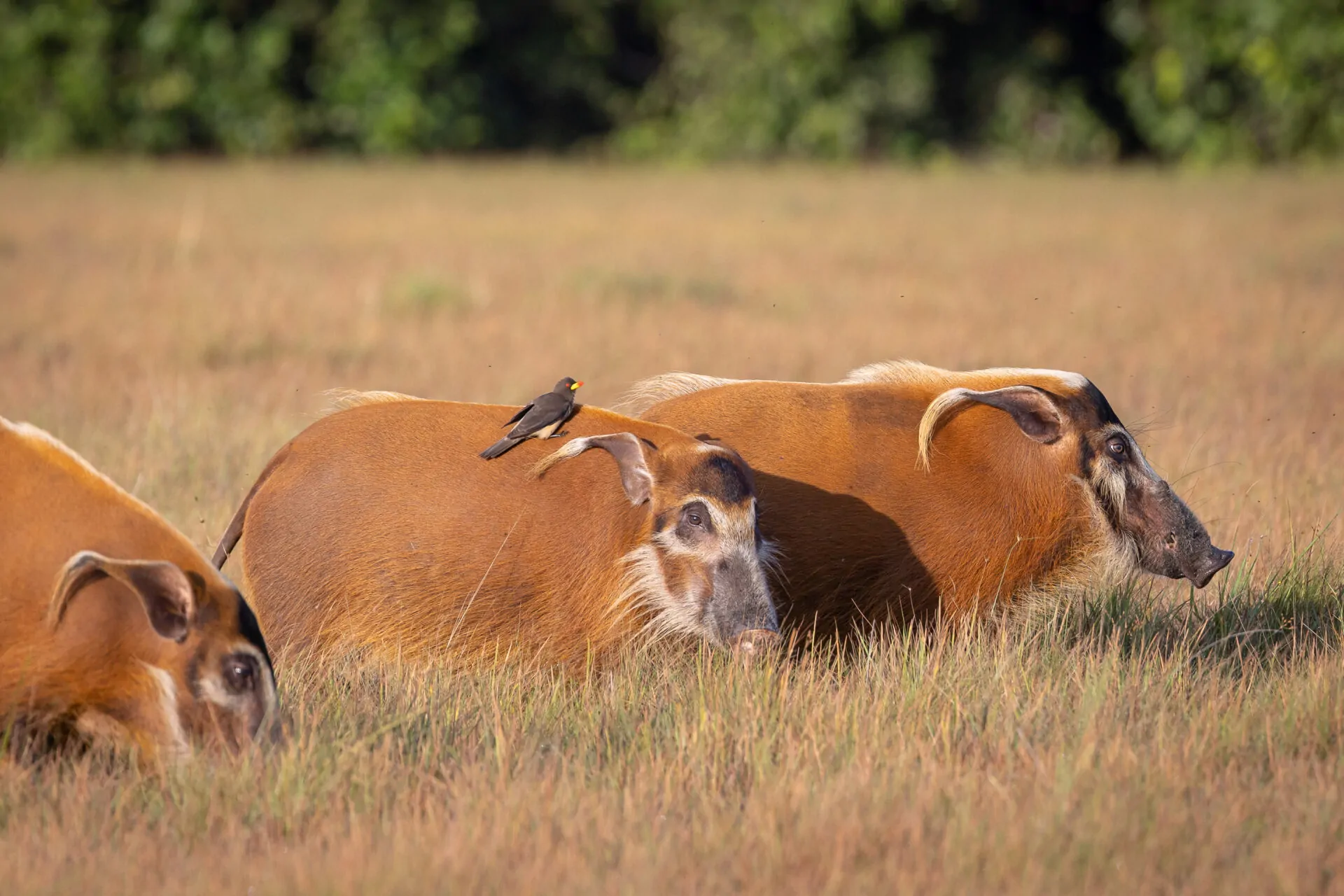 Loango Savannah Camp en Loango National Park