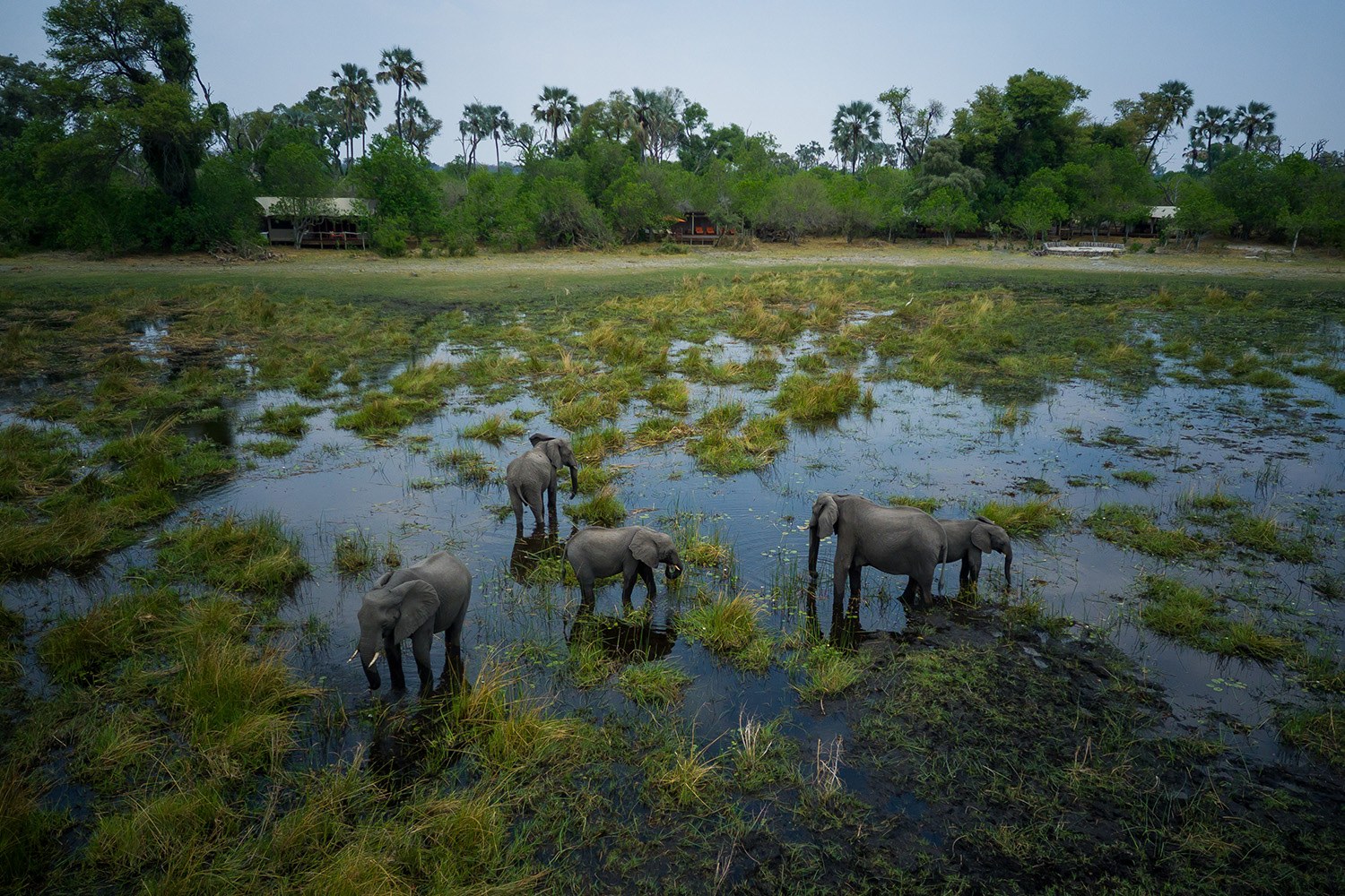Amber River Camp, Delta del Okavango