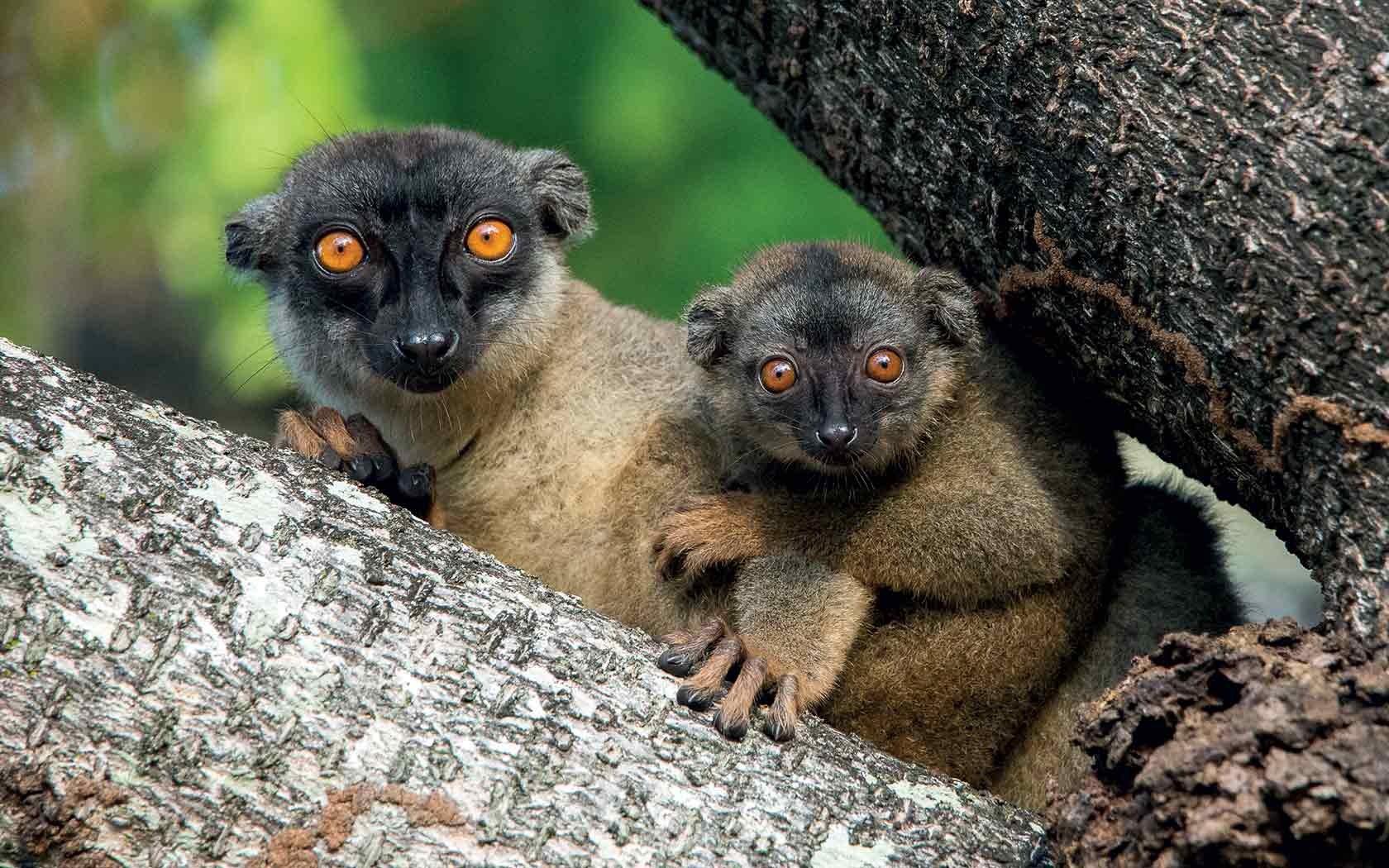 Anjajavy Le Lodge, Anjajavy