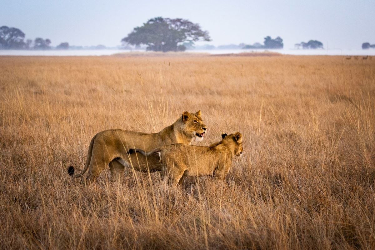 Busanga Bush Camp en Busanga Plains