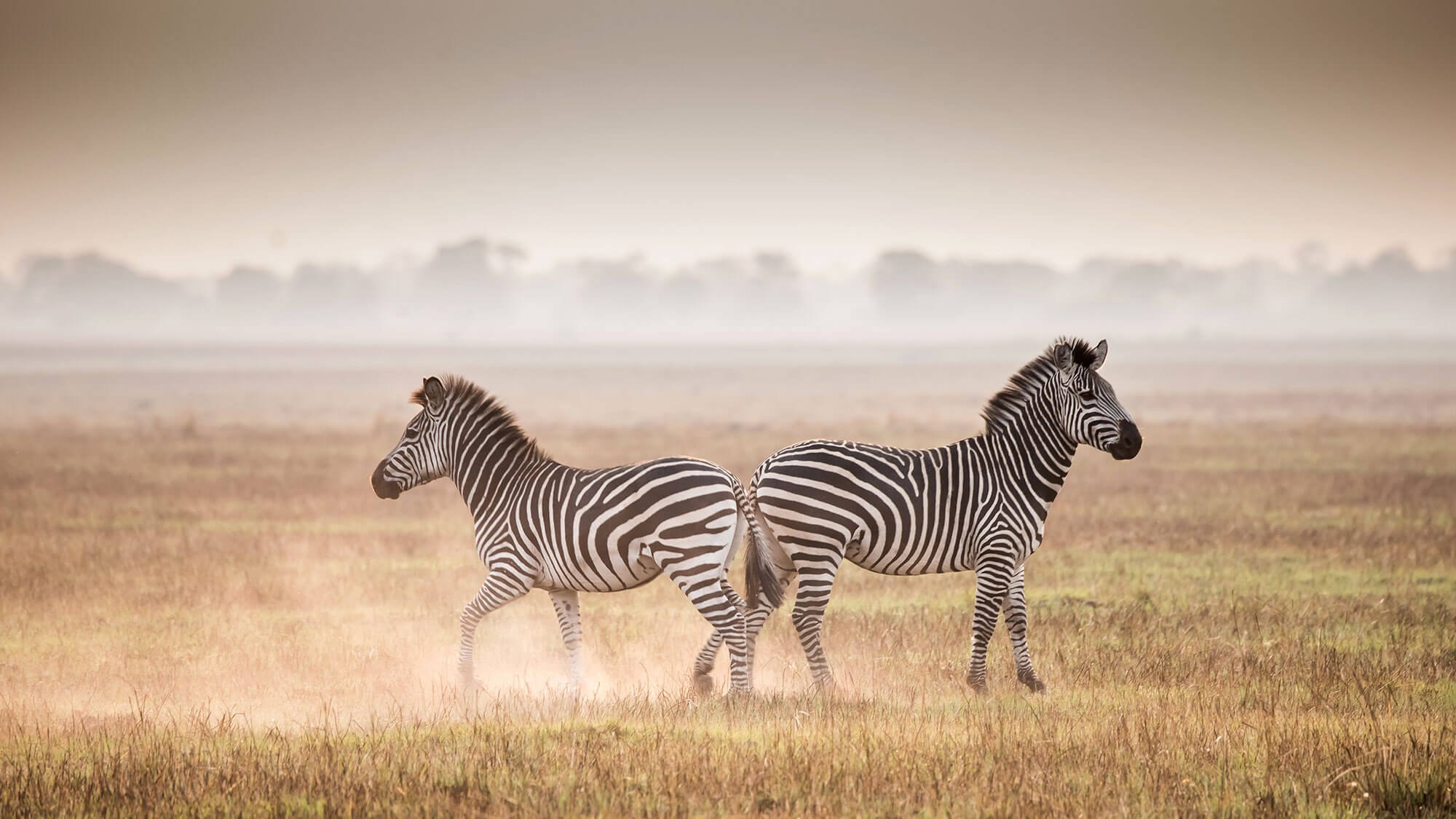 Busanga Plains | LAT.40