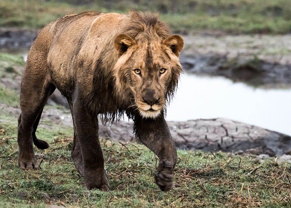 Busanga Plains | LAT.40