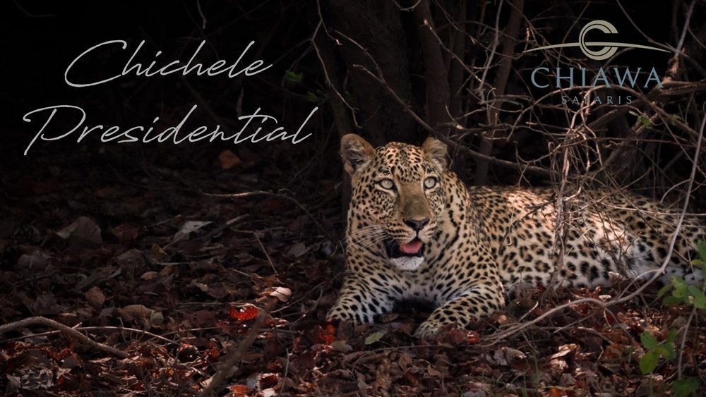 Chichele Presidential Lodge Zambia, South Luangwa