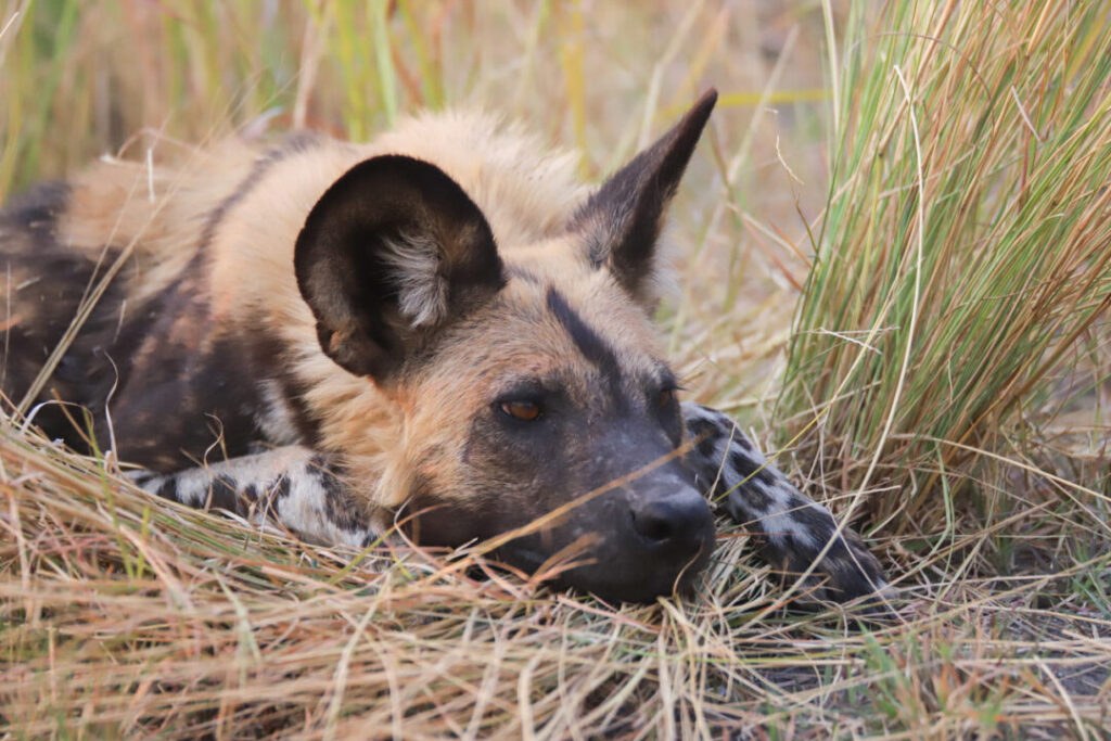4 Rivers Camp en Delta Okavango