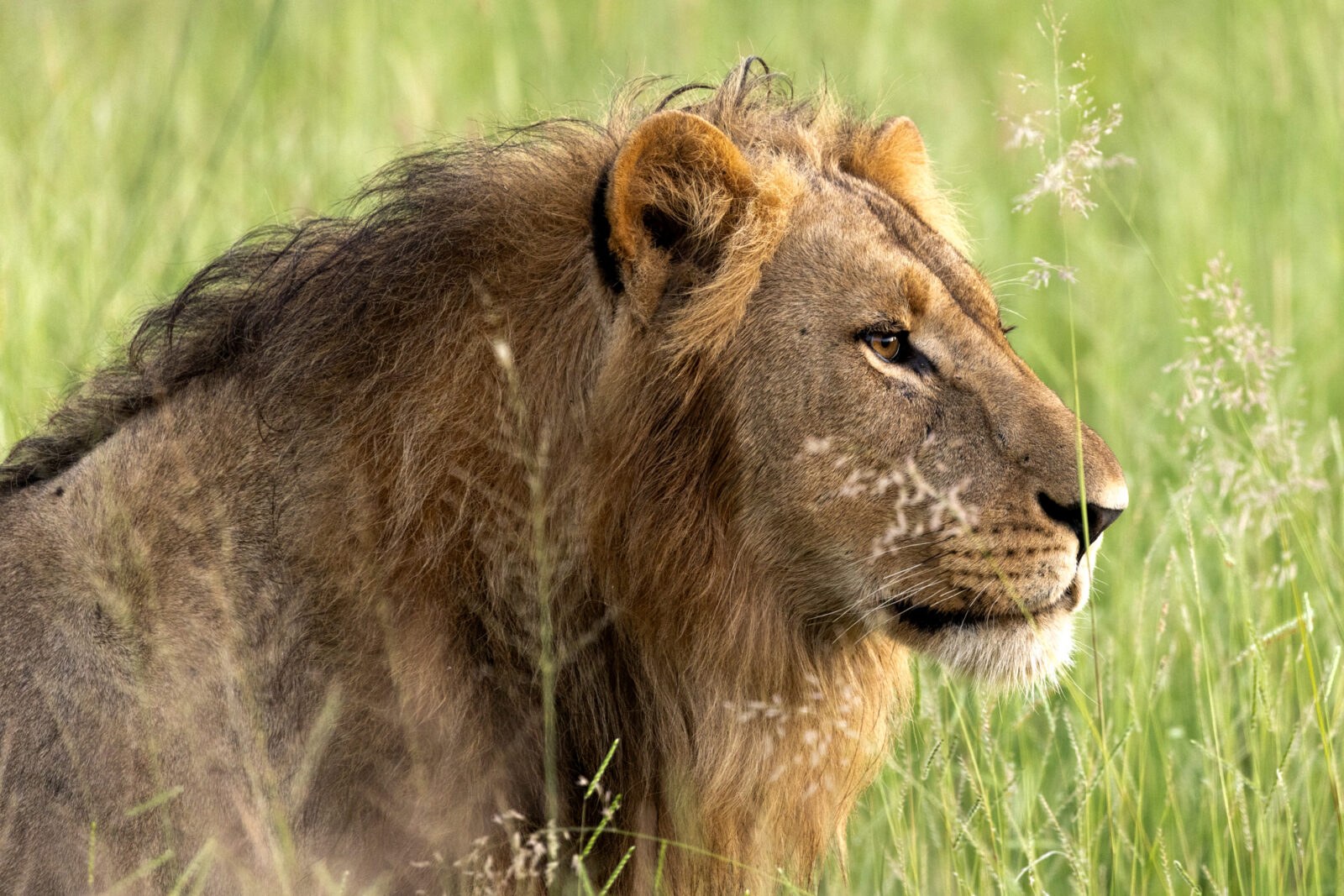 Mapula Lodge en Delta Okavango
