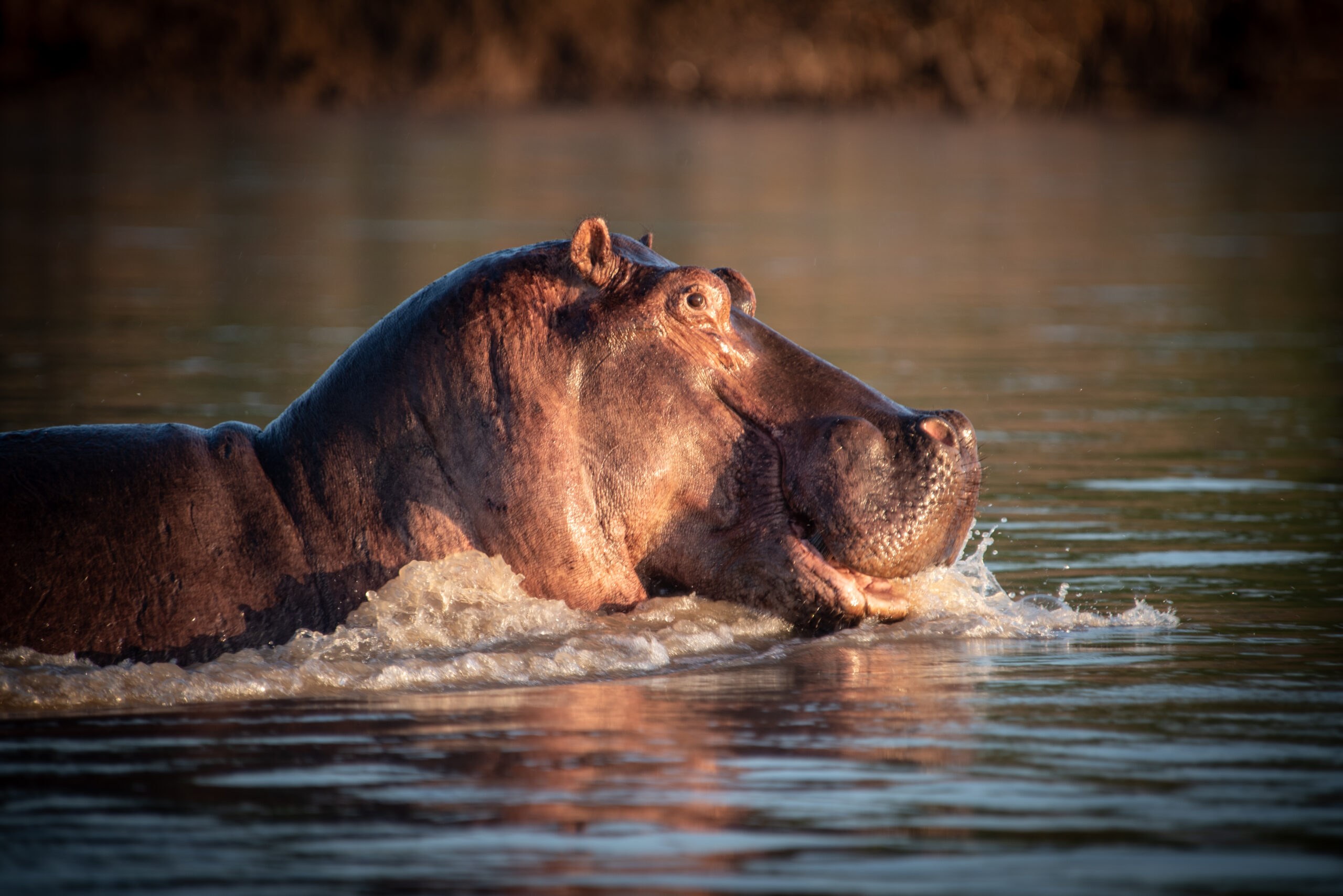Mopiri en Delta Okavango