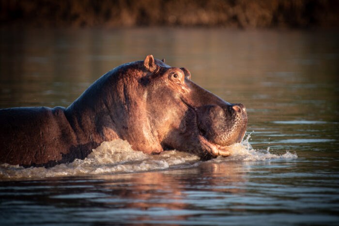 Mopiri en Delta Okavango