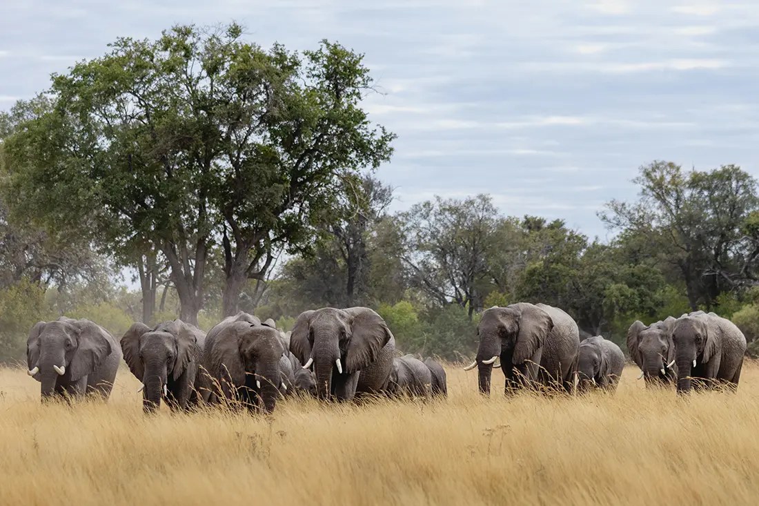 North Island Okavango en Delta Okavango