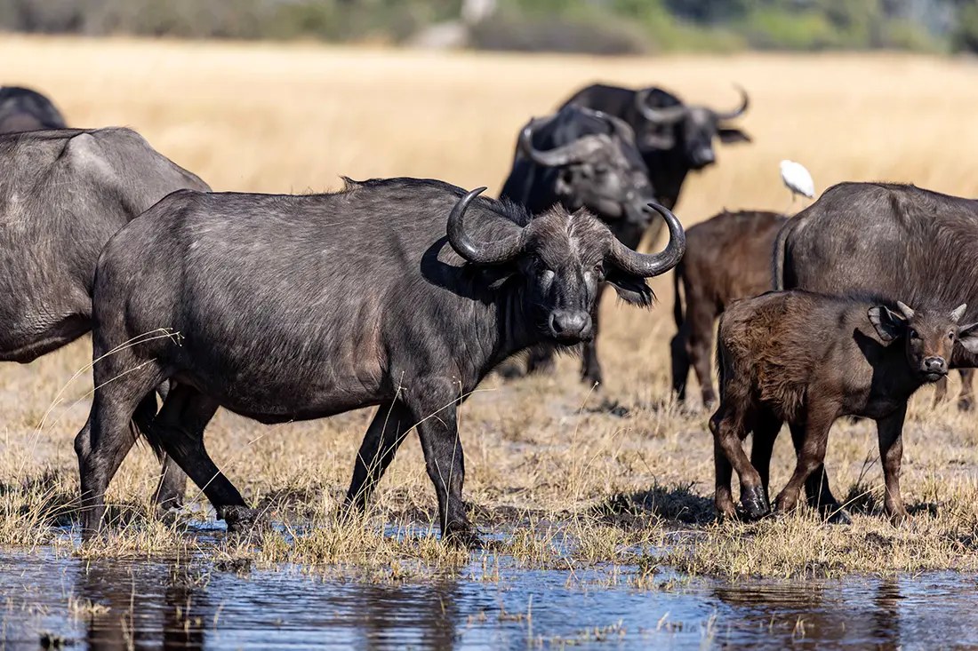 North Island Okavango en Delta Okavango