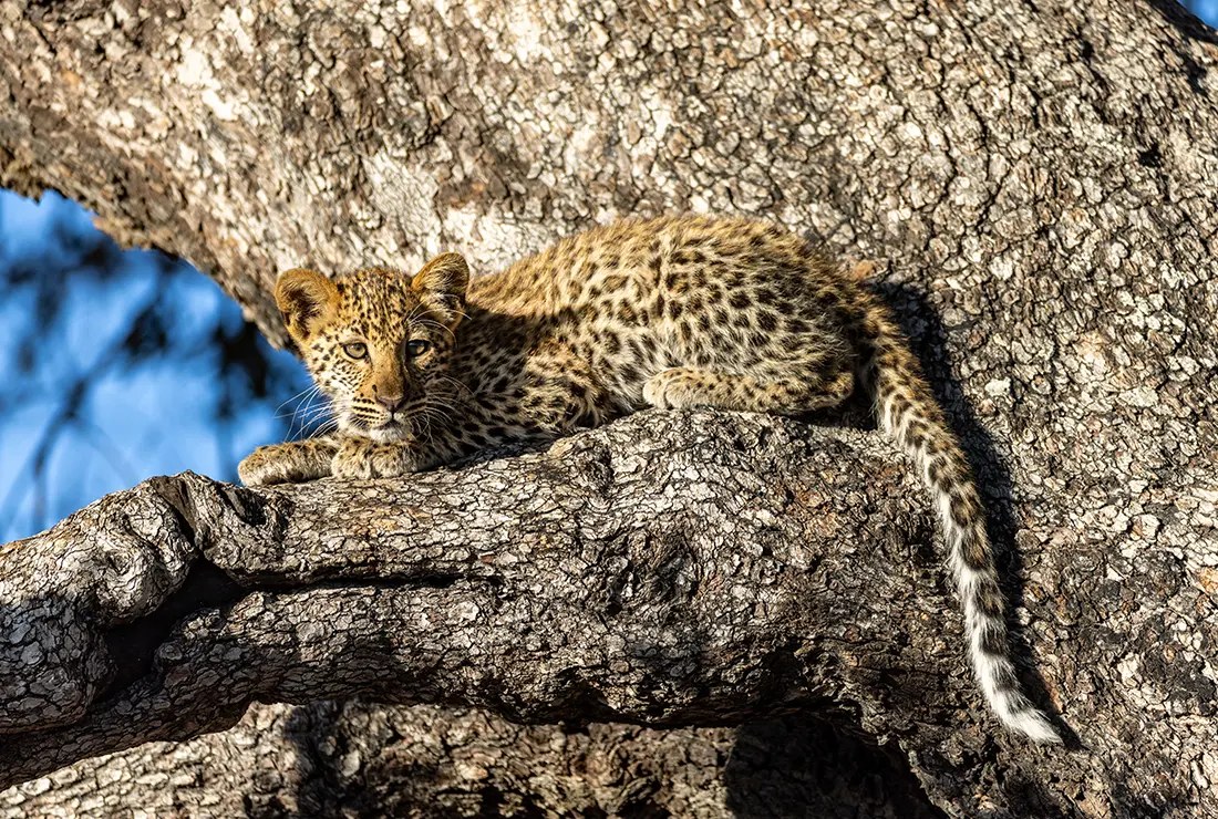 North Island Okavango en Delta Okavango