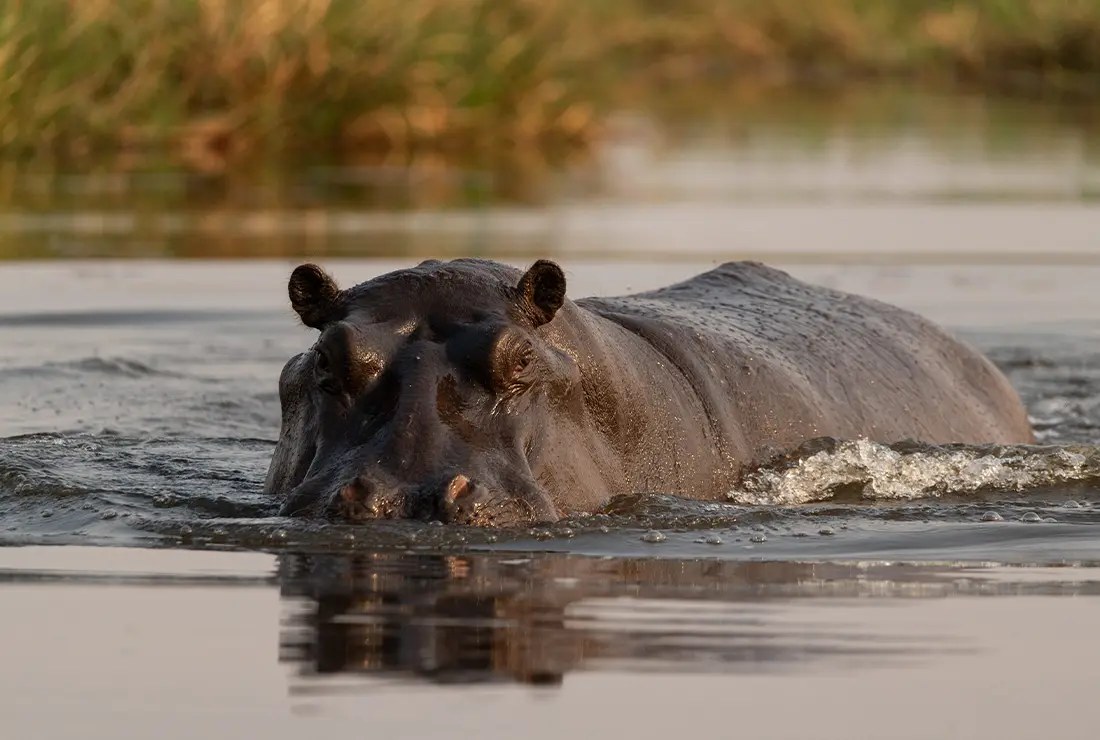 North Island Okavango en Delta Okavango