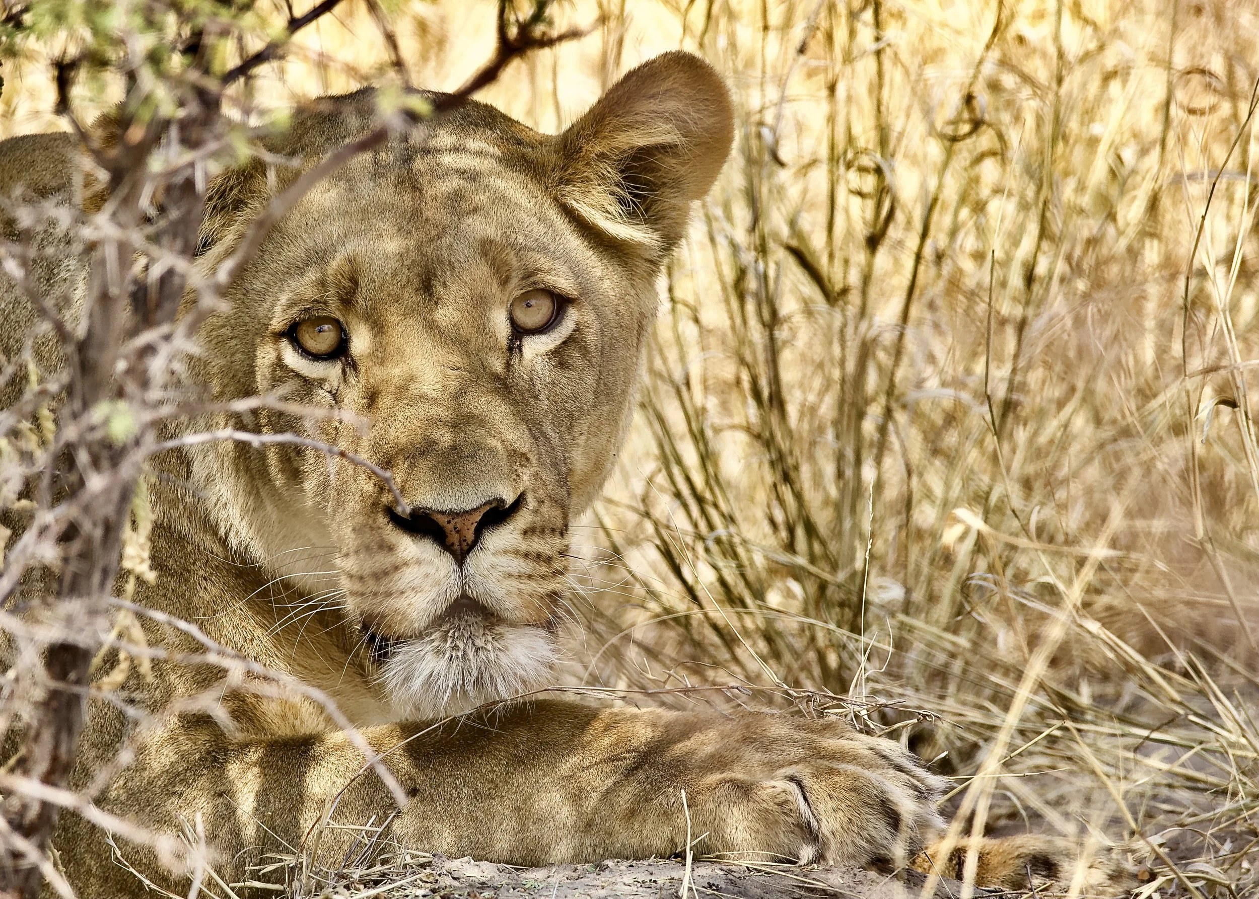 Pel's Island Camp en Delta Okavango