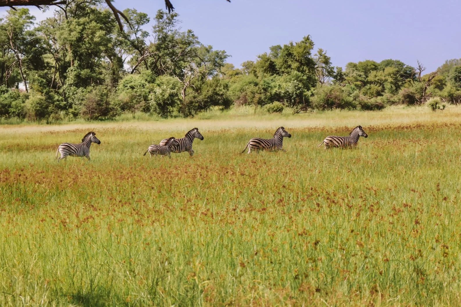 Pel's Island Camp en Delta Okavango