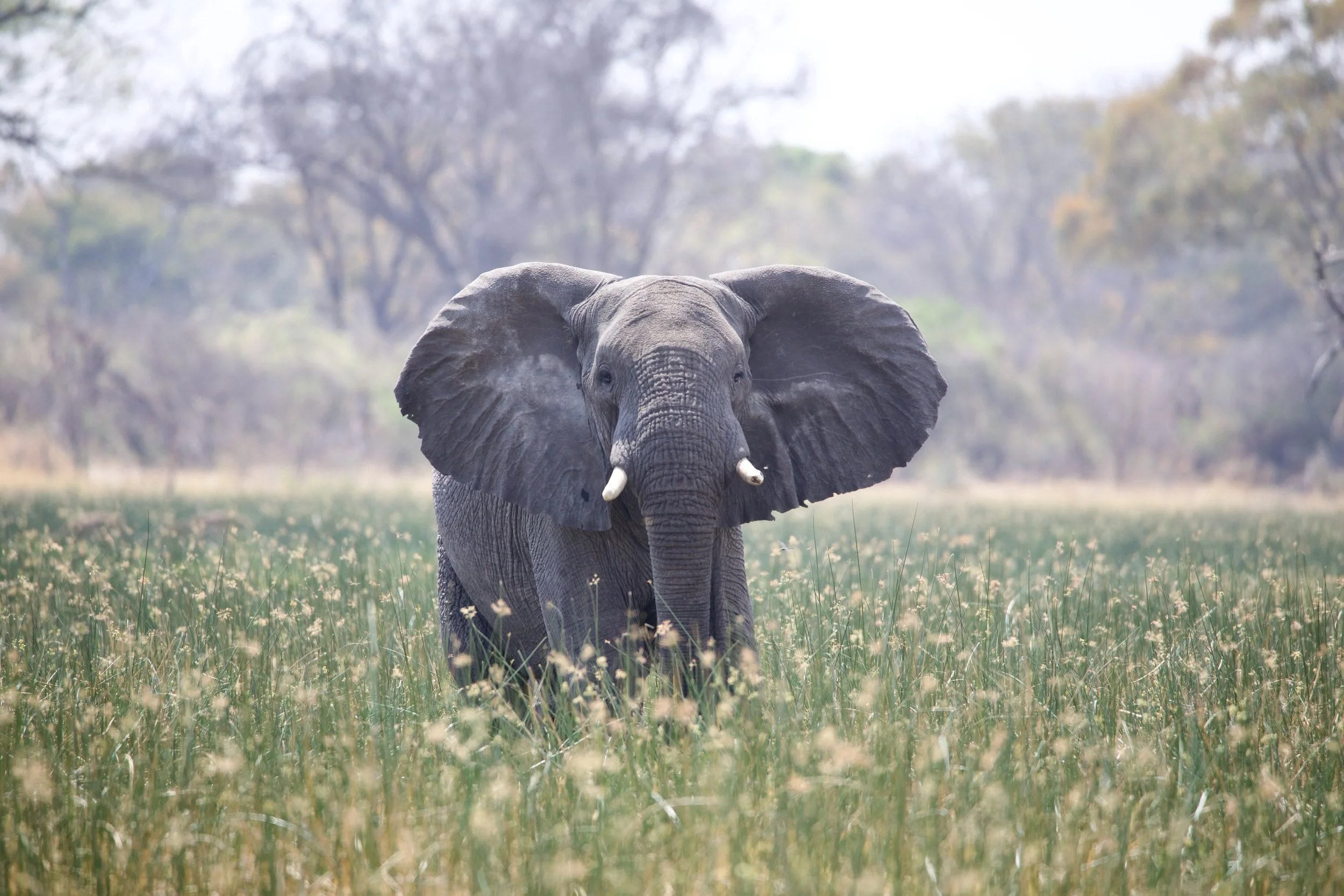 Pel's Island Camp en Delta Okavango