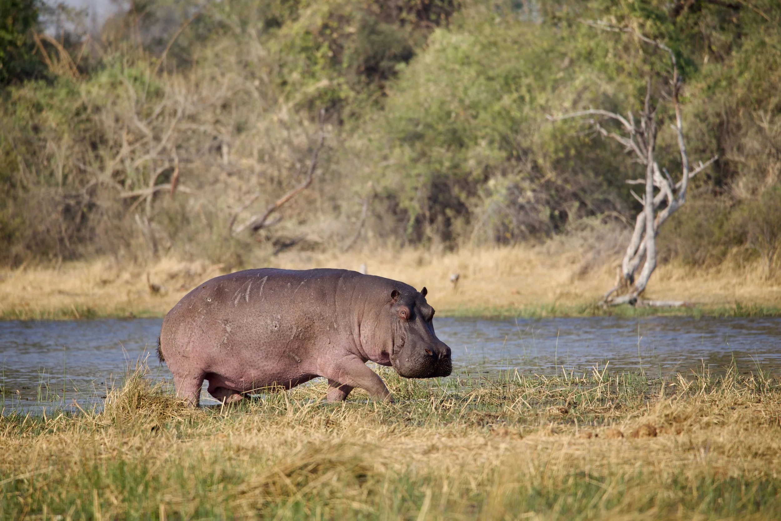 Pel's Island Camp en Delta Okavango
