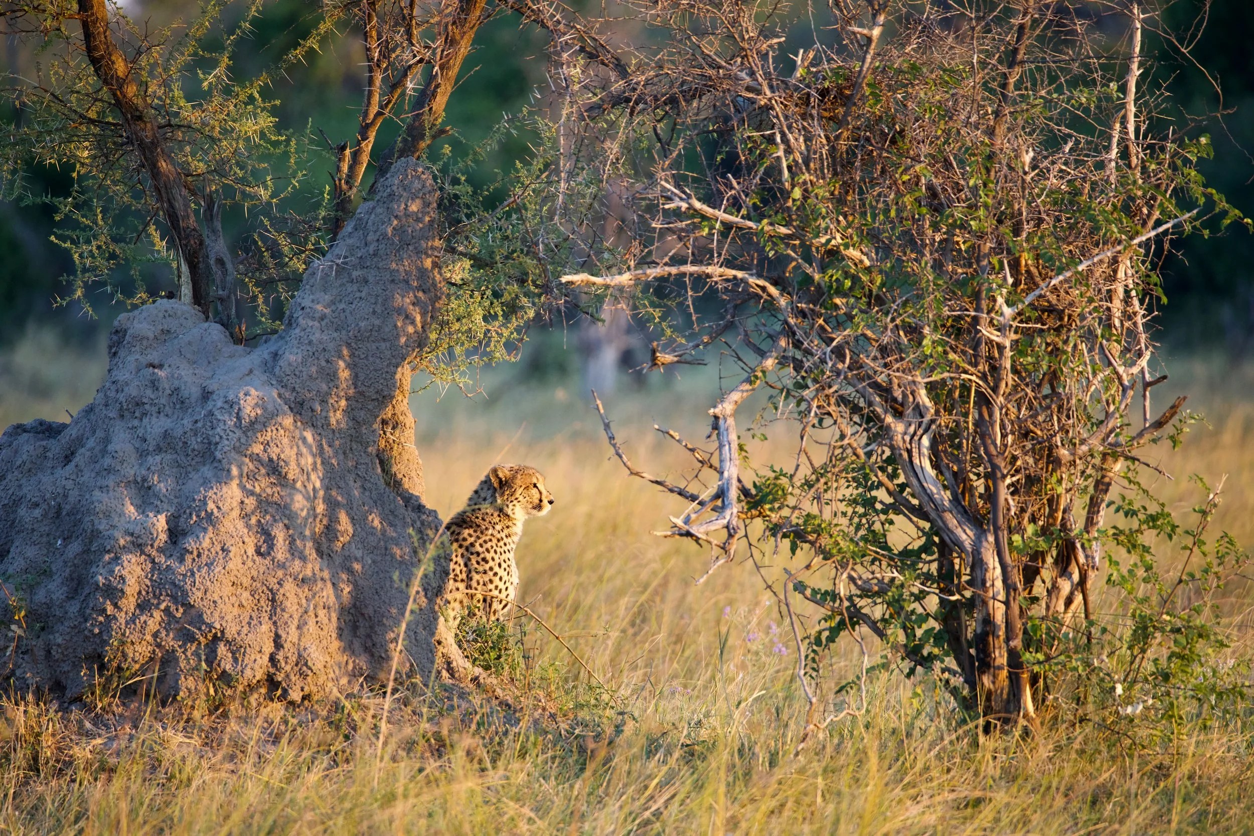 Pel's Island Camp en Delta Okavango