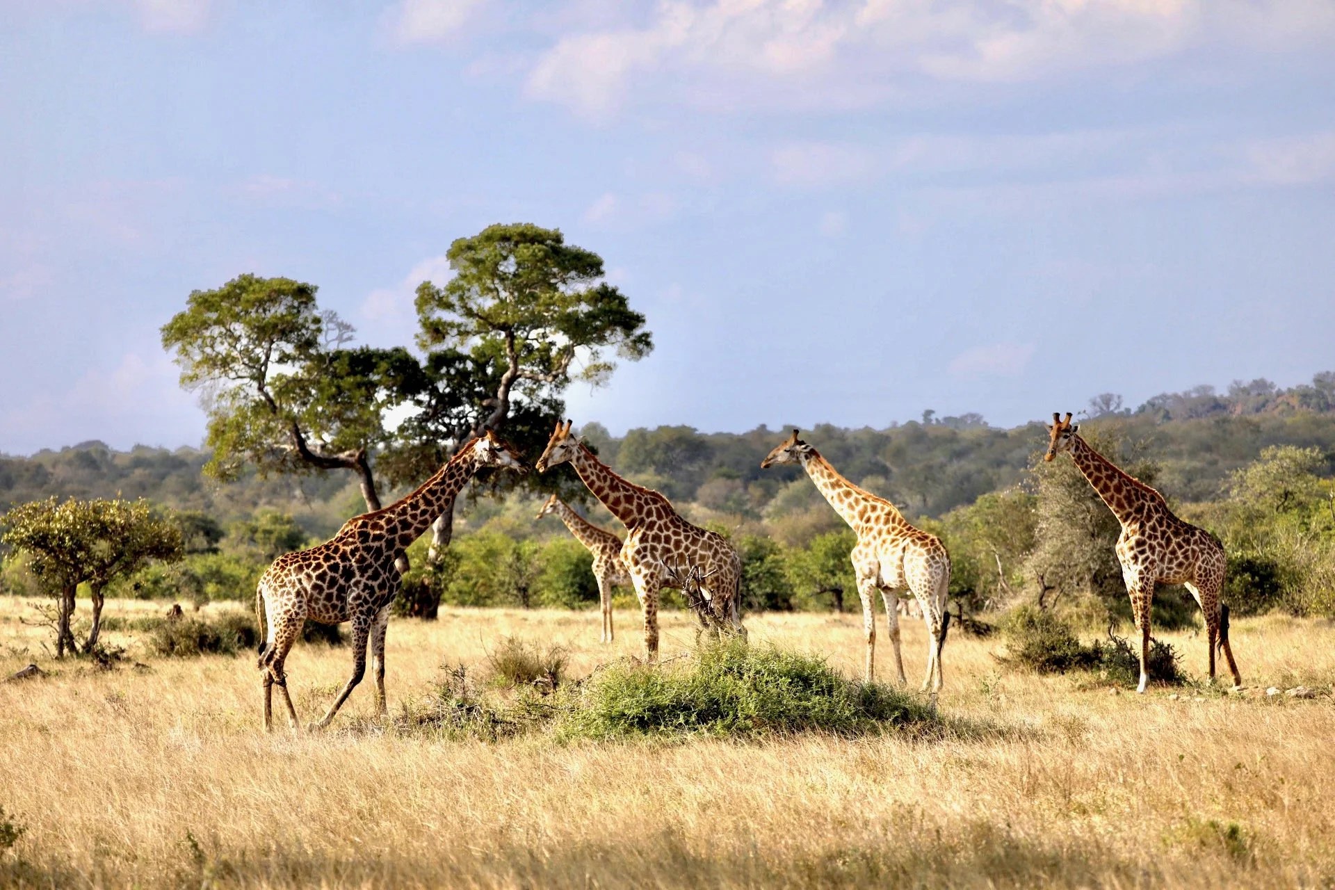 Pel's Island Camp en Delta Okavango