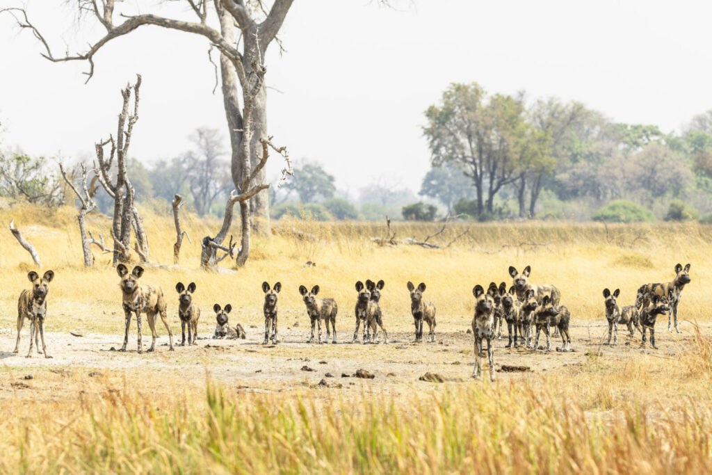Shinde Footsteps en Delta Okavango