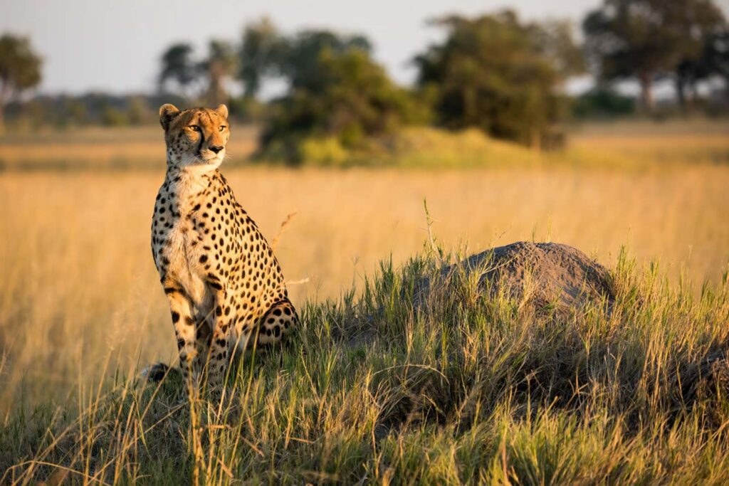 Splash Camp en Delta Okavango
