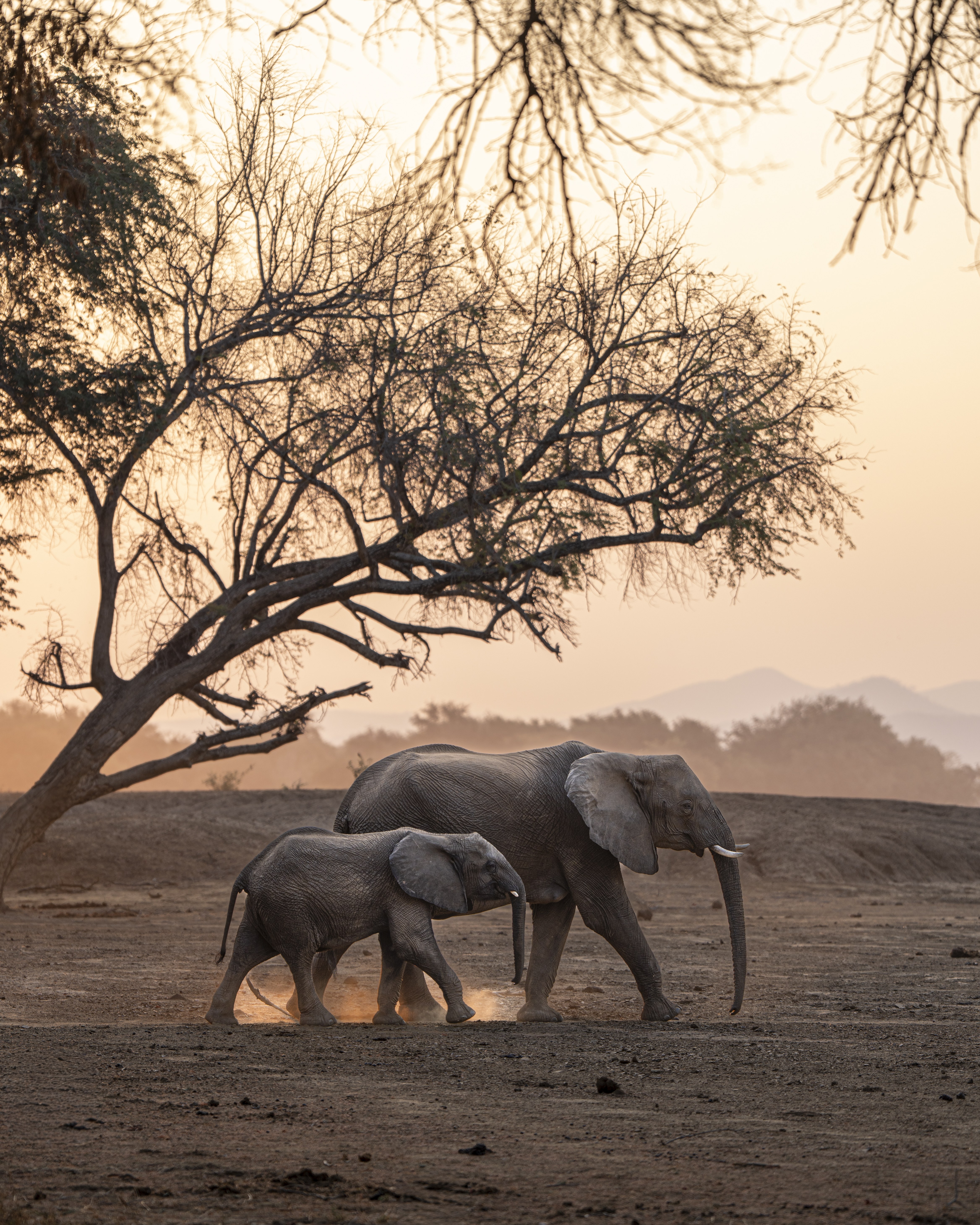 Dulini Anabezi, Lower Zambezi