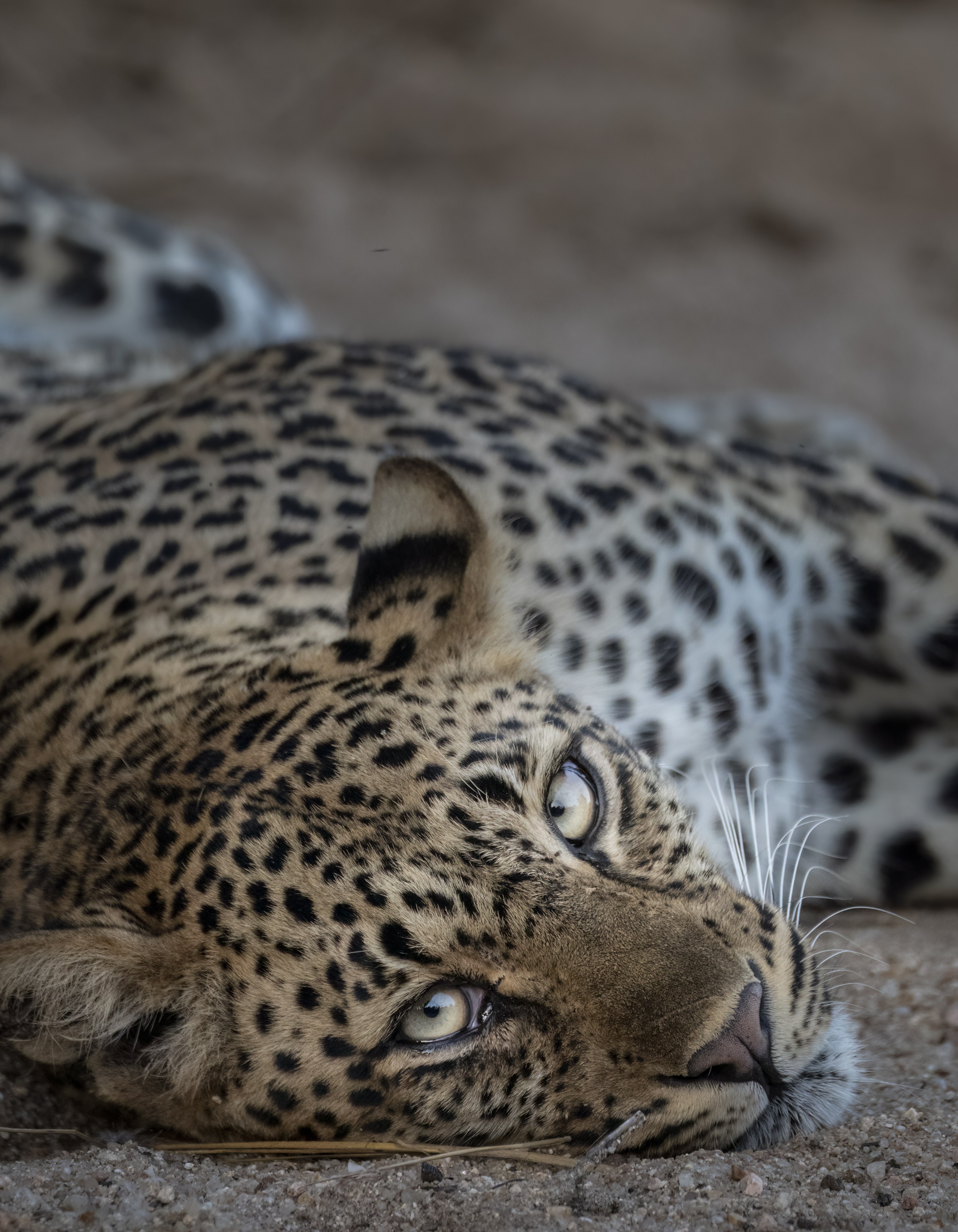 Dulini Anabezi, Lower Zambezi