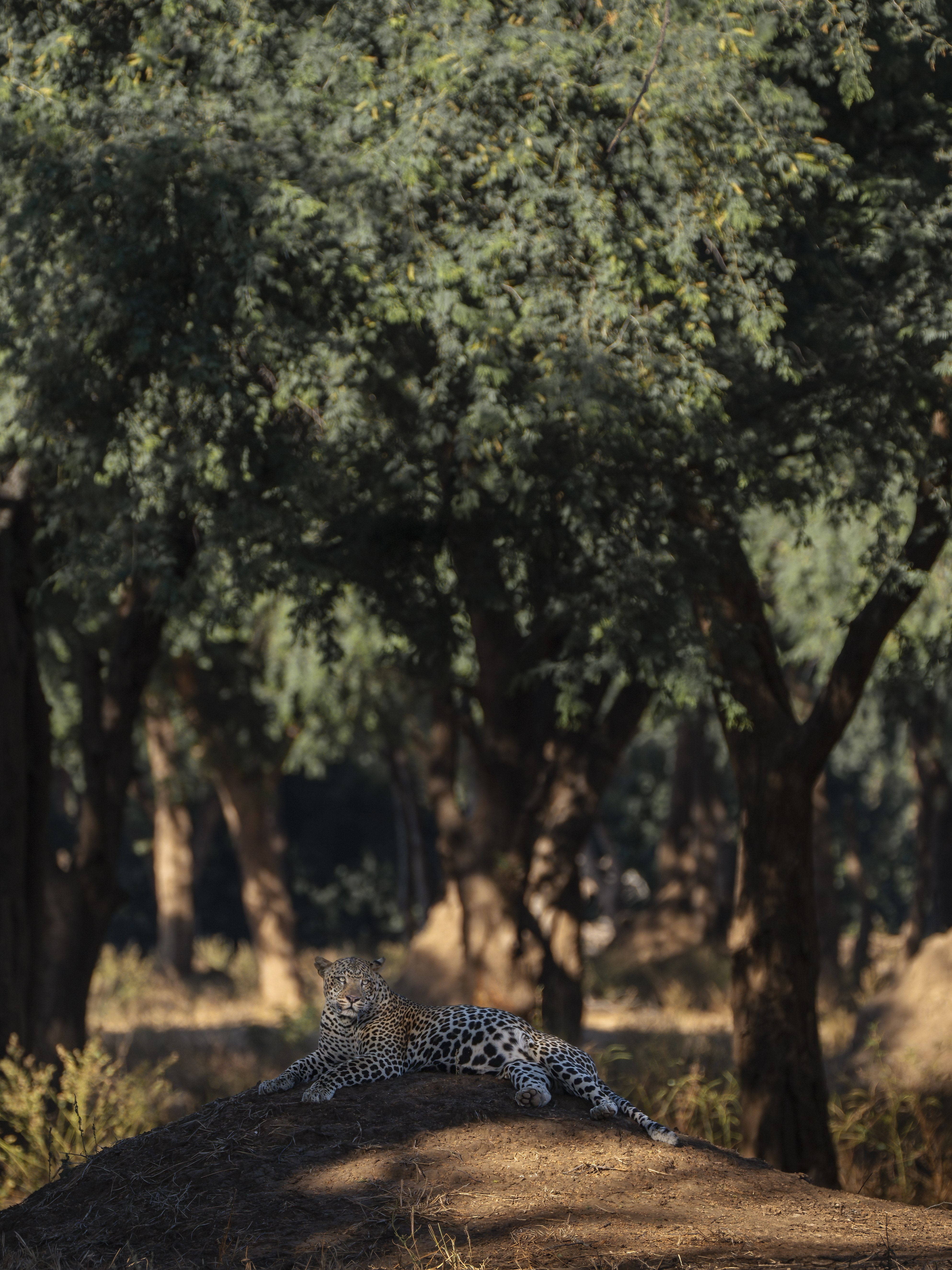 Dulini Anabezi, Lower Zambezi