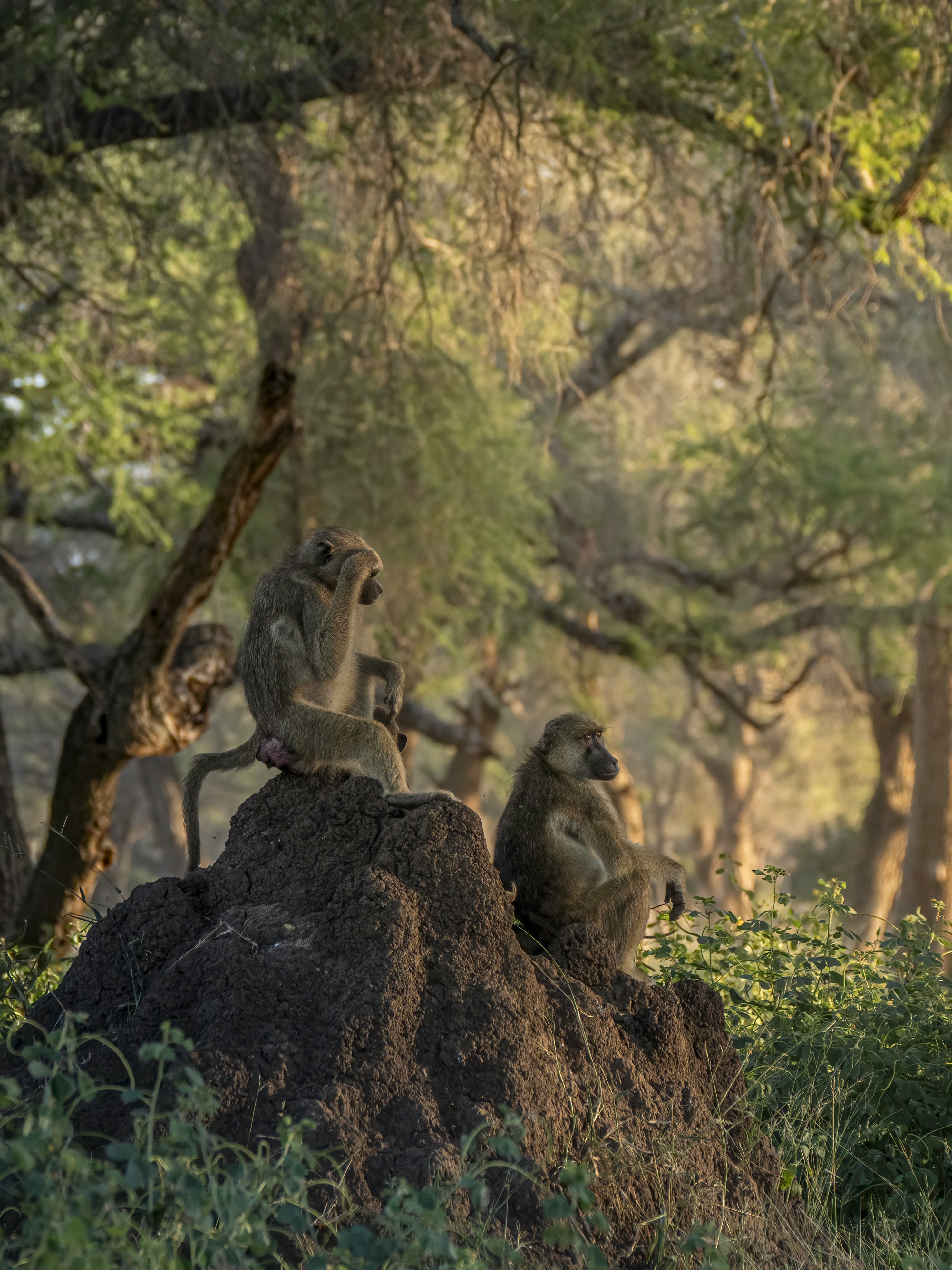 Dulini Anabezi, Lower Zambezi