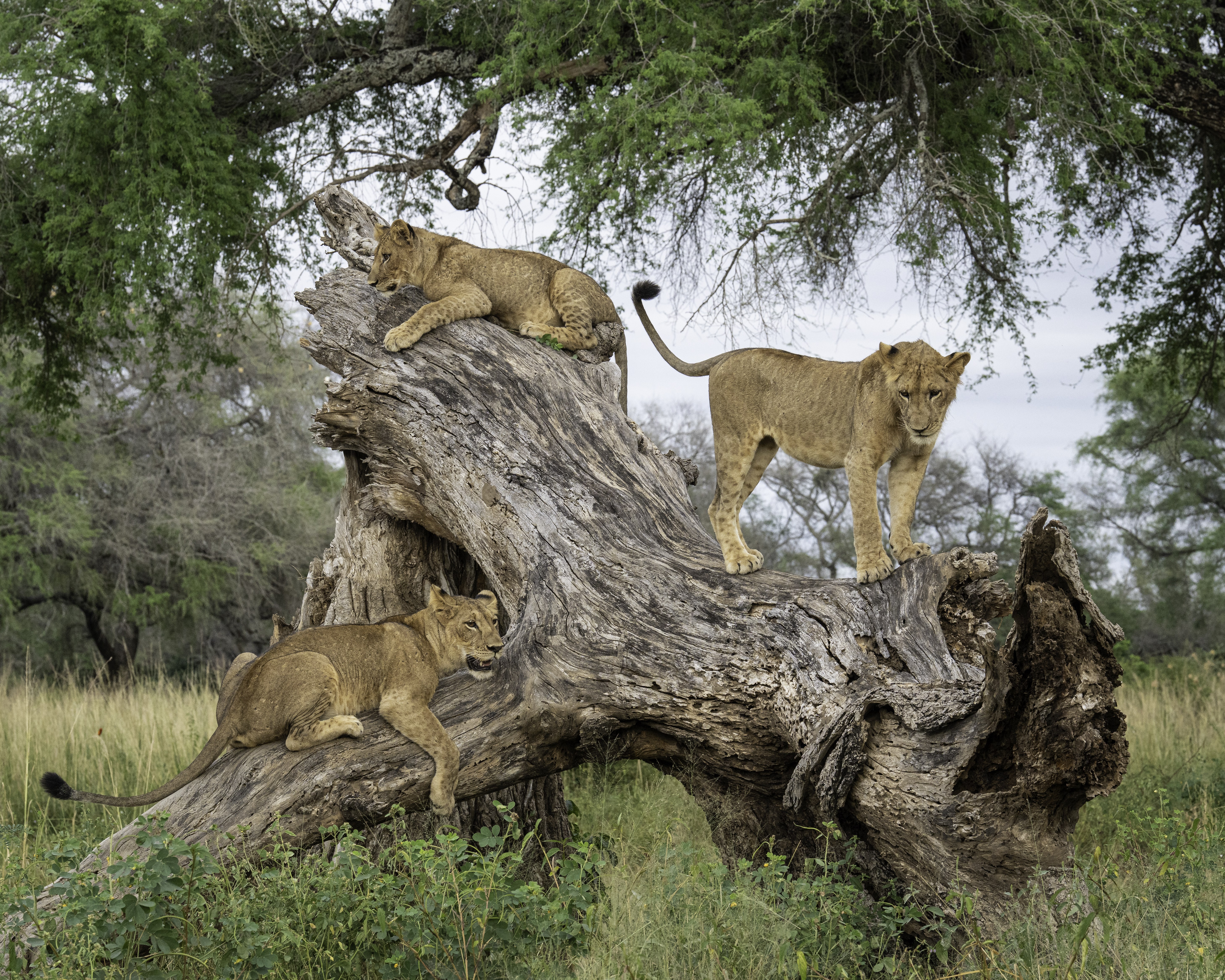 Dulini Anabezi, Lower Zambezi