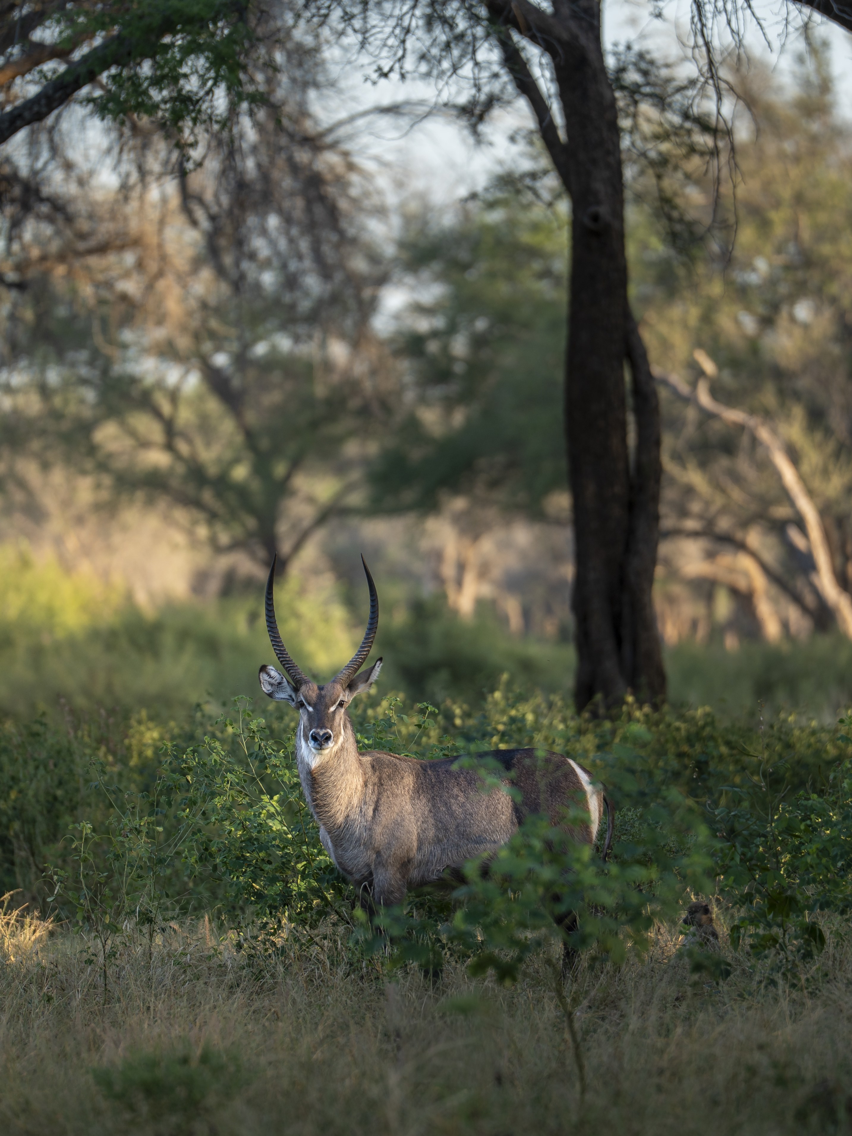 Dulini Anabezi, Lower Zambezi