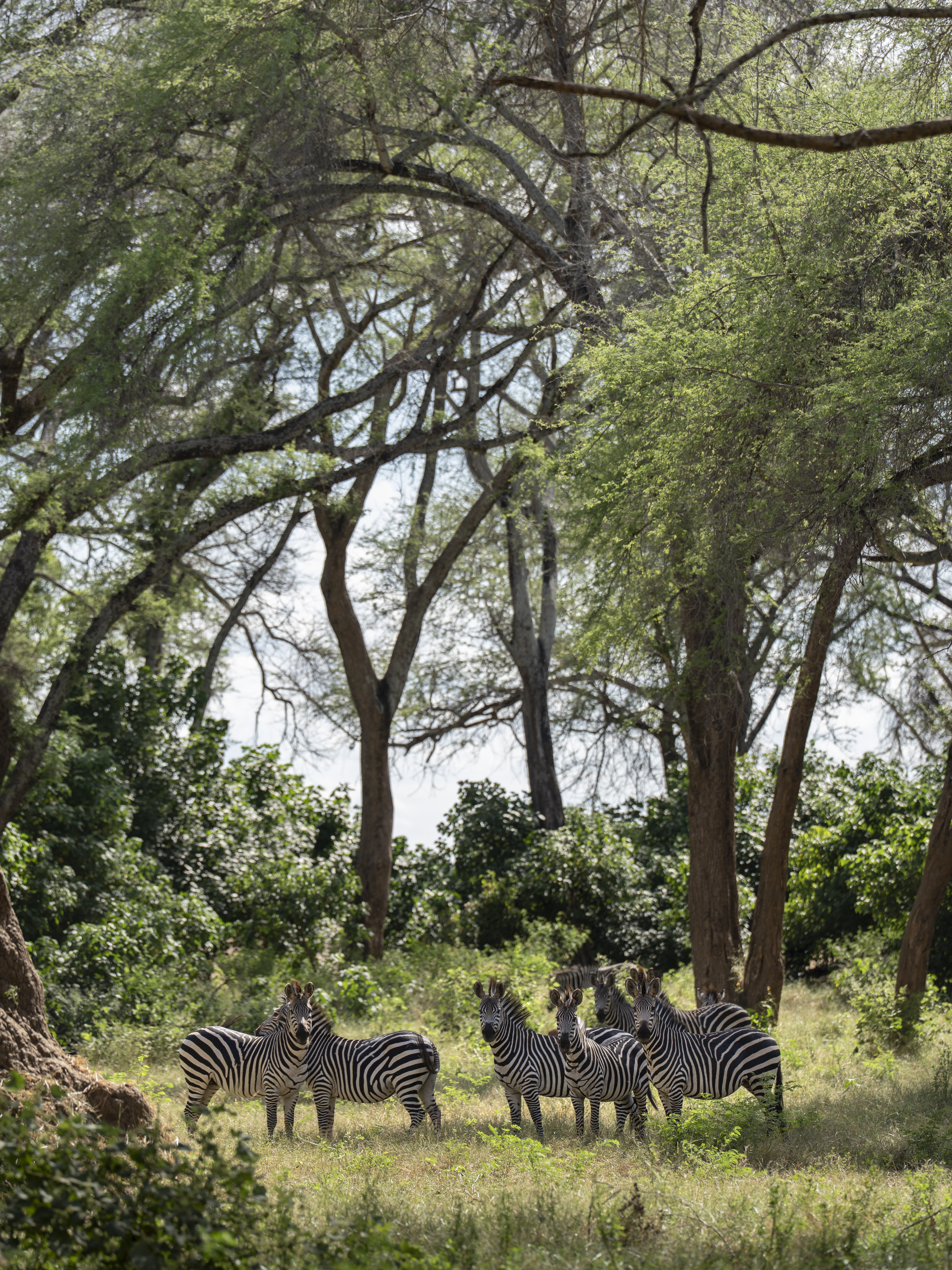 Dulini Anabezi, Lower Zambezi