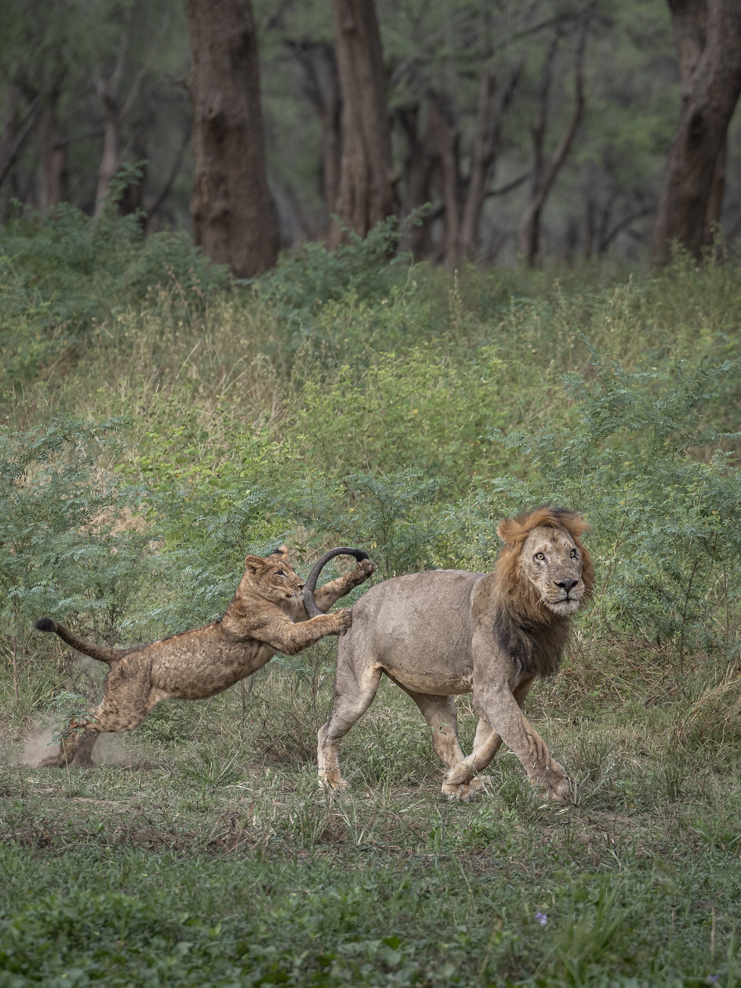 Dulini Anabezi, Lower Zambezi