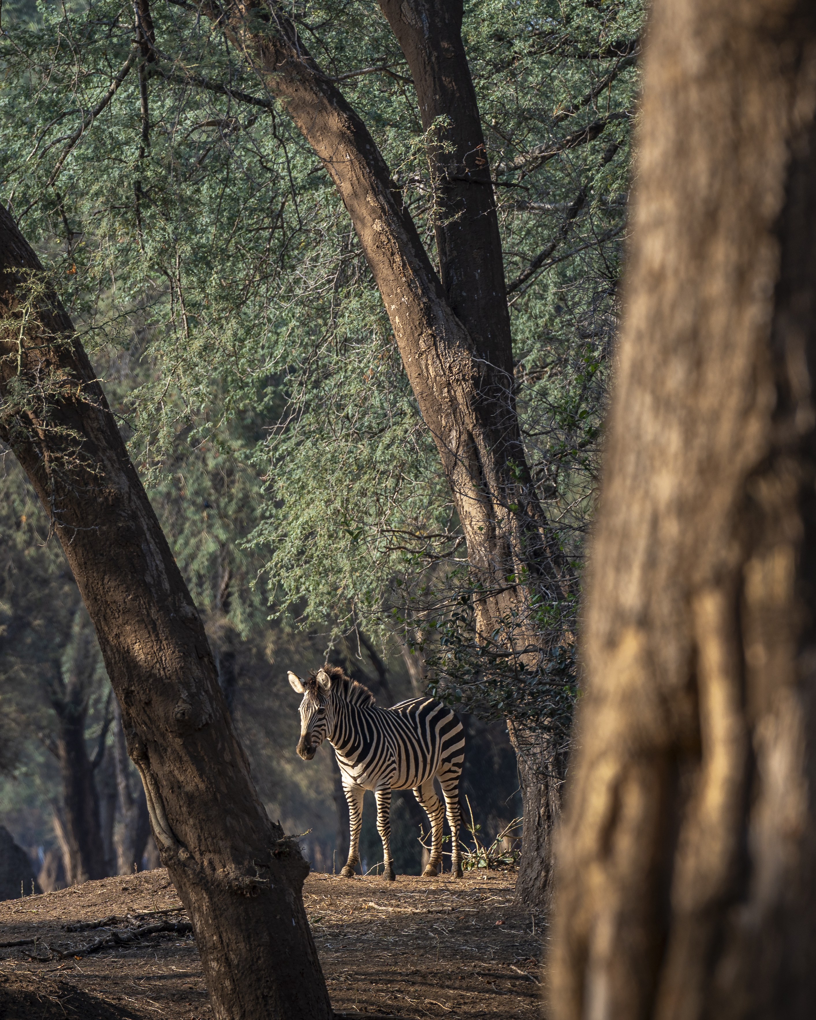 Dulini Anabezi, Lower Zambezi